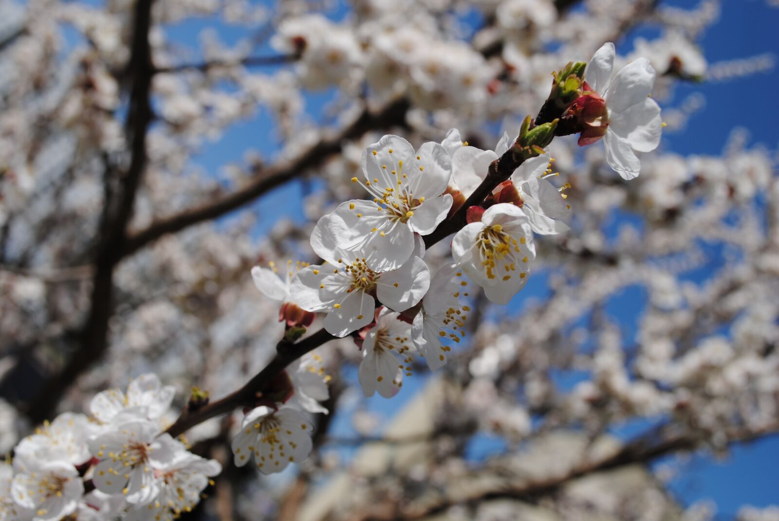 Nikon D3000 sample photo. Sky, garden, landscape photography