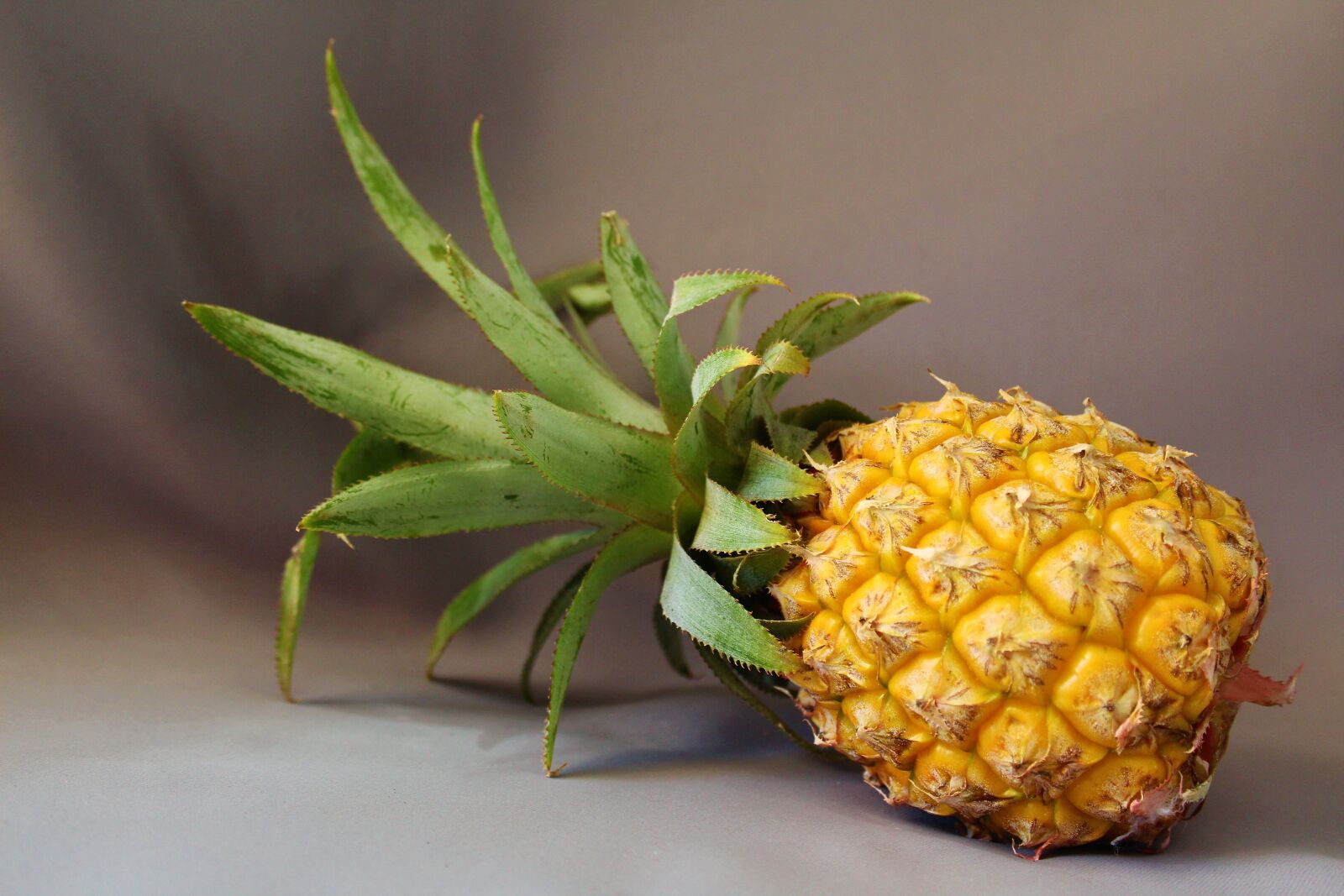Canon EOS 1300D (EOS Rebel T6 / EOS Kiss X80) sample photo. Pineapple, fruit, tropical photography