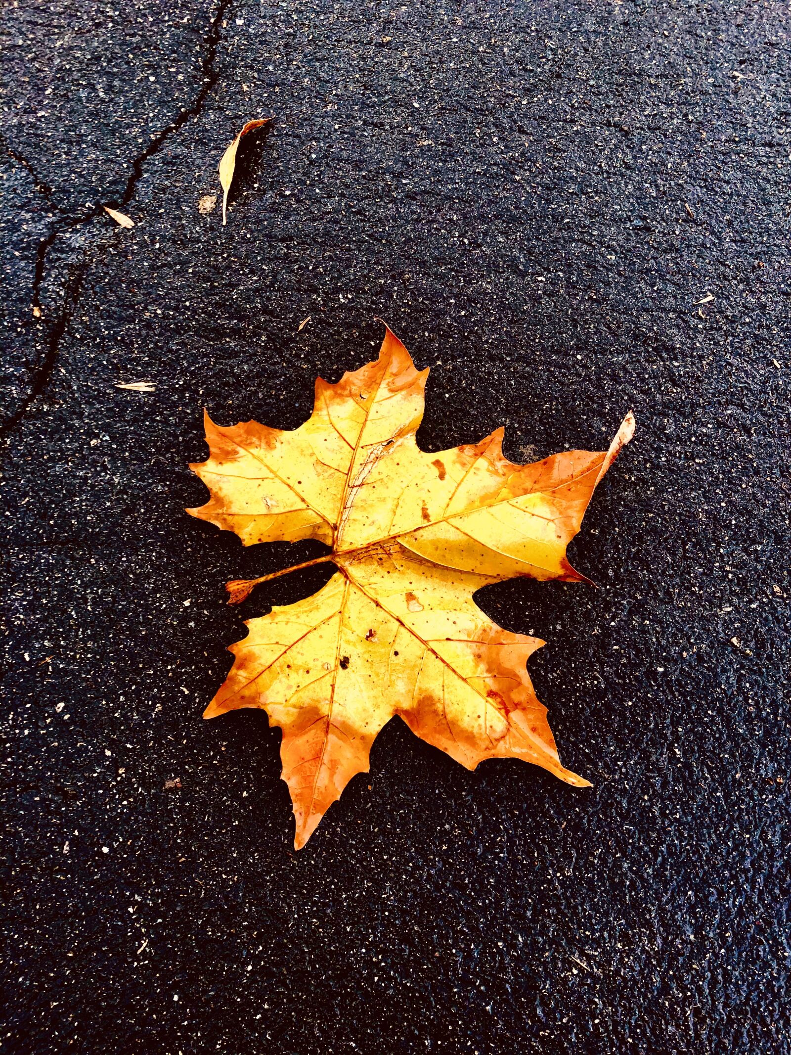 iPhone X back dual camera 4mm f/1.8 sample photo. Changing of the season photography