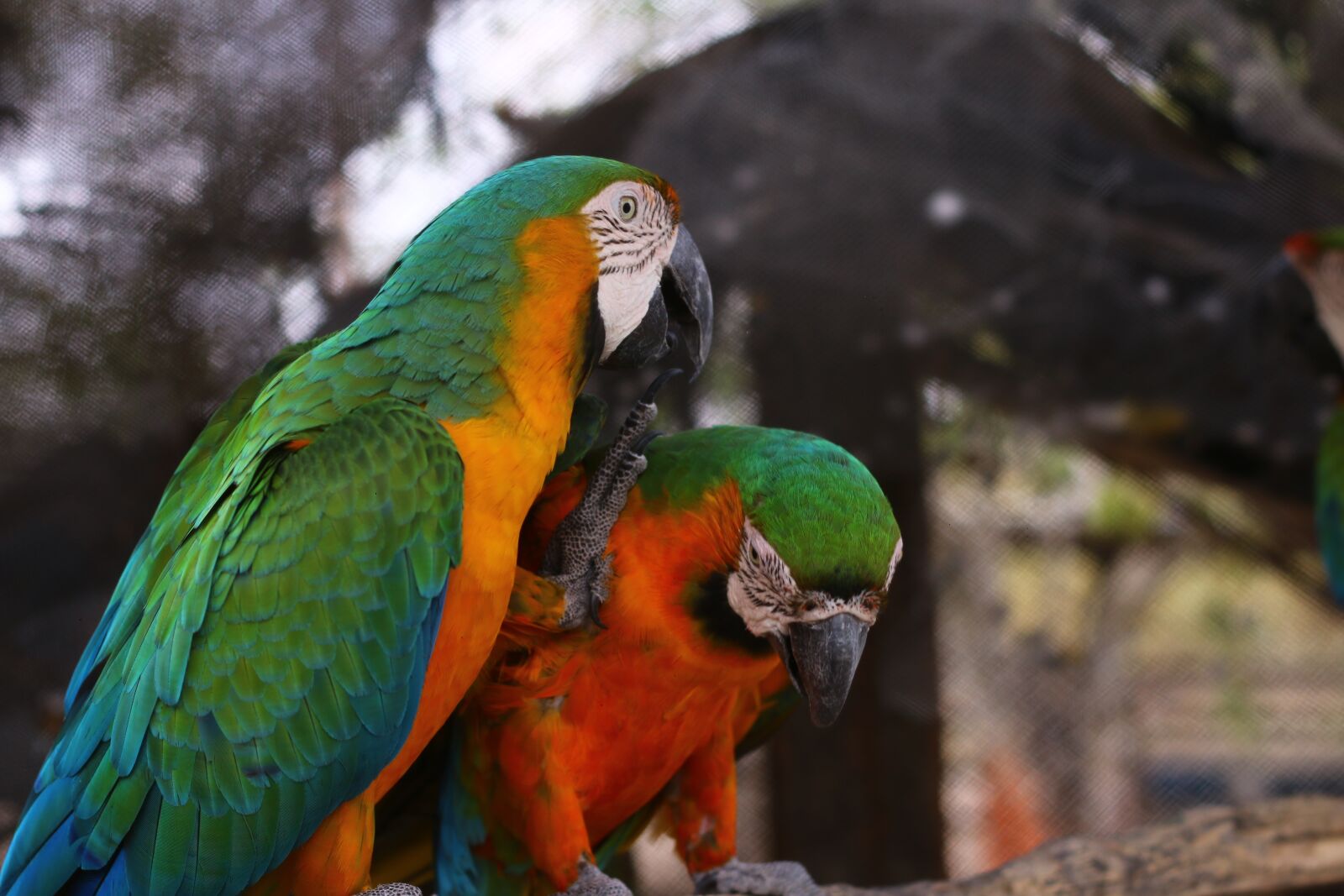 Canon EOS 70D + Canon EF 50mm F1.8 II sample photo. Parrot, animals, loro photography