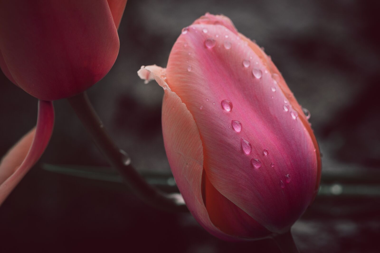 Nikon D750 sample photo. Tulip, blossom, bloom photography