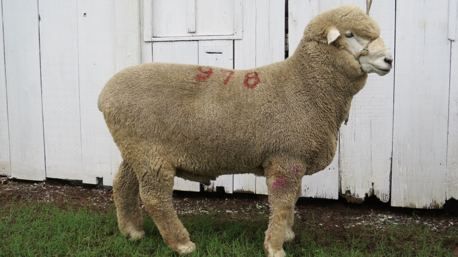Canon PowerShot SX50 HS sample photo. Sheep, corriedale photography