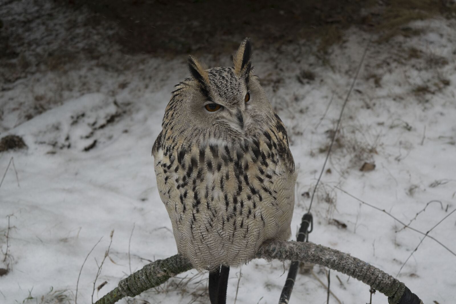 Nikon D5300 sample photo. Nature, winter, living nature photography