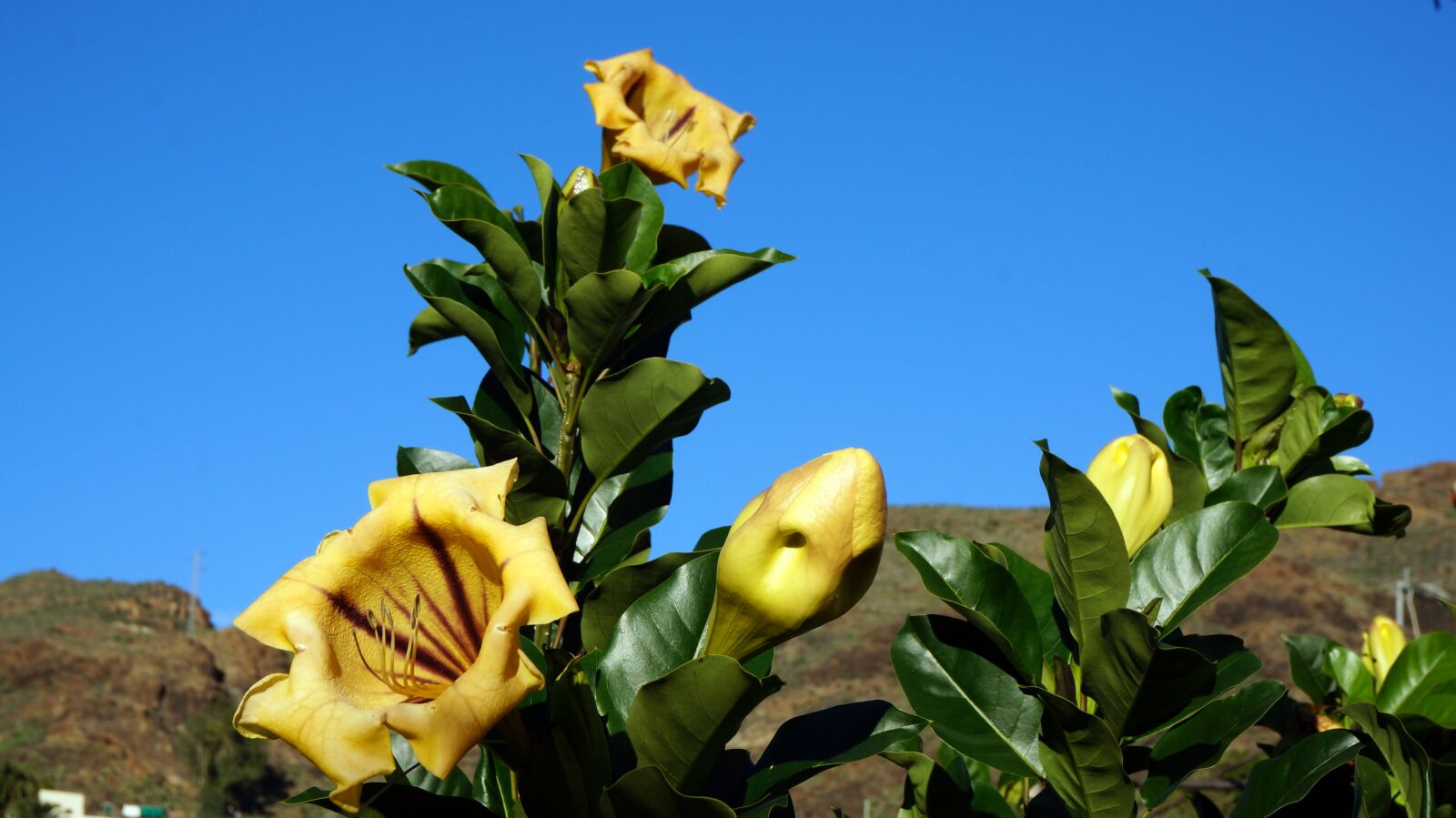 Sony Alpha NEX-5T sample photo. Flowers, plants, canary islands photography
