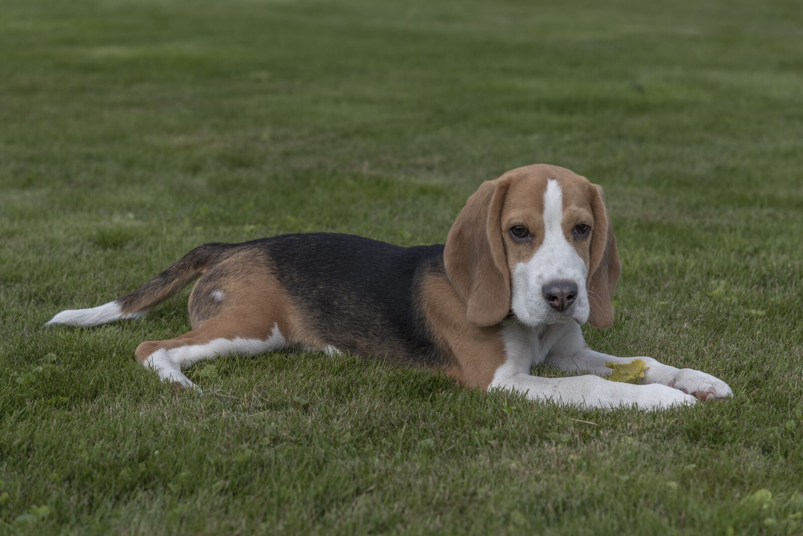 Nikon D750 sample photo. Beagle, dog, puppy photography
