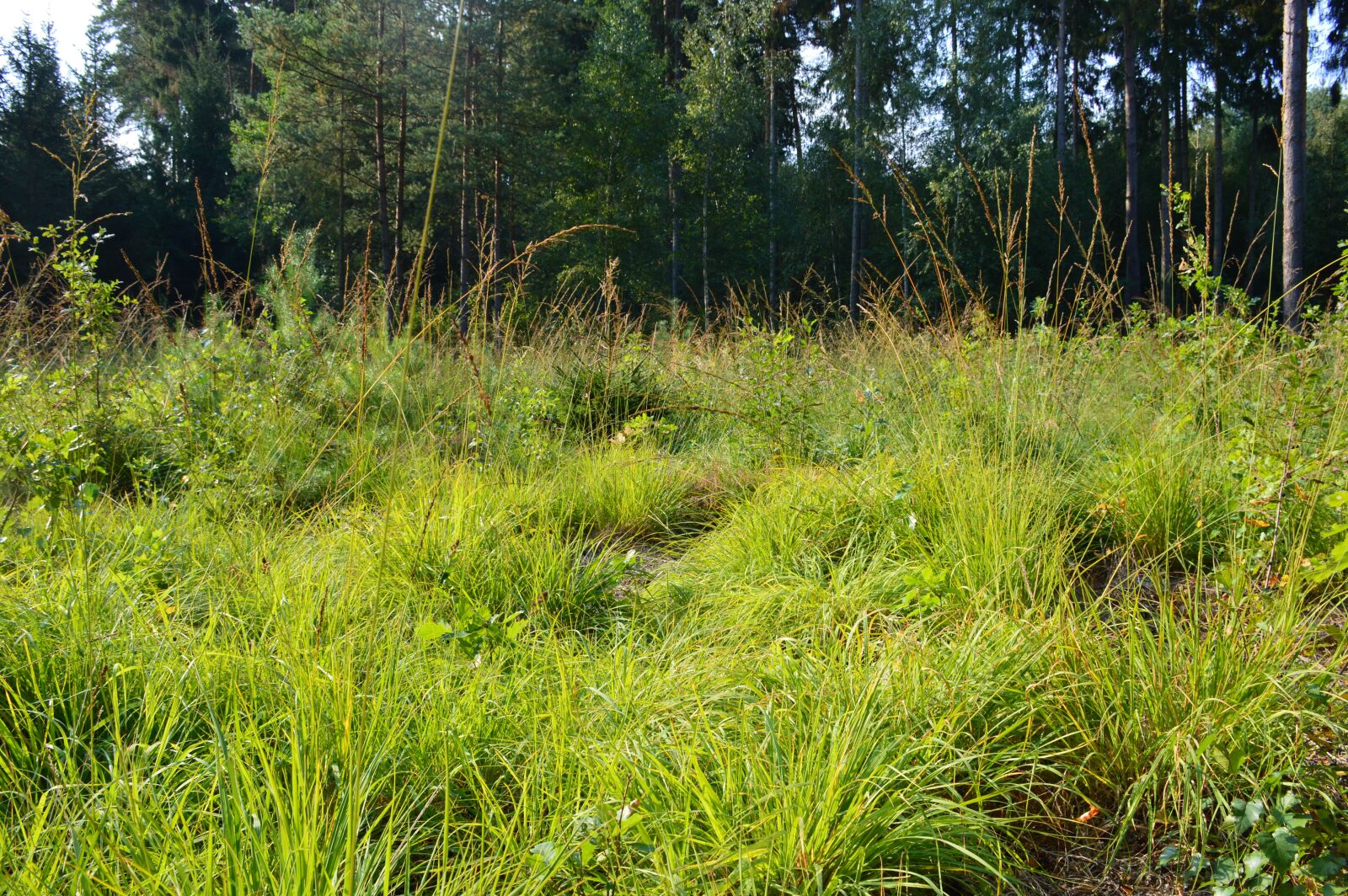 Nikon D3200 sample photo. Glade, grass, and weed photography