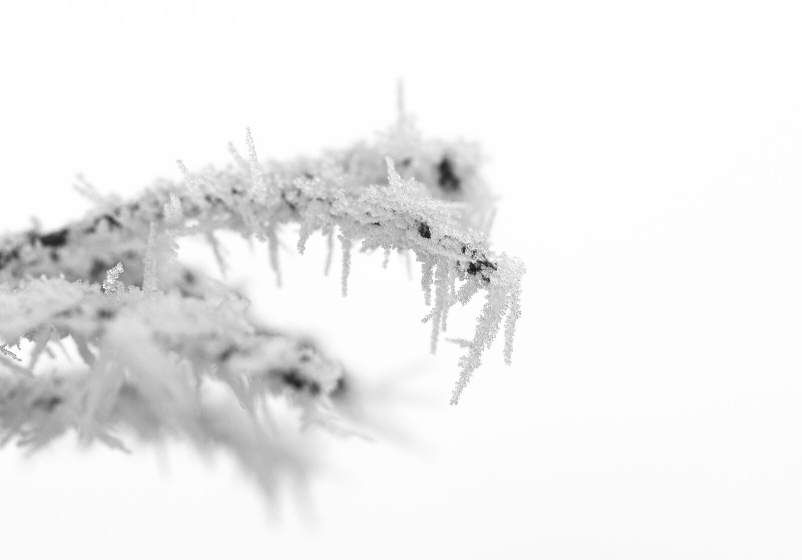 Nikon D5100 sample photo. Macro, nature, winter photography