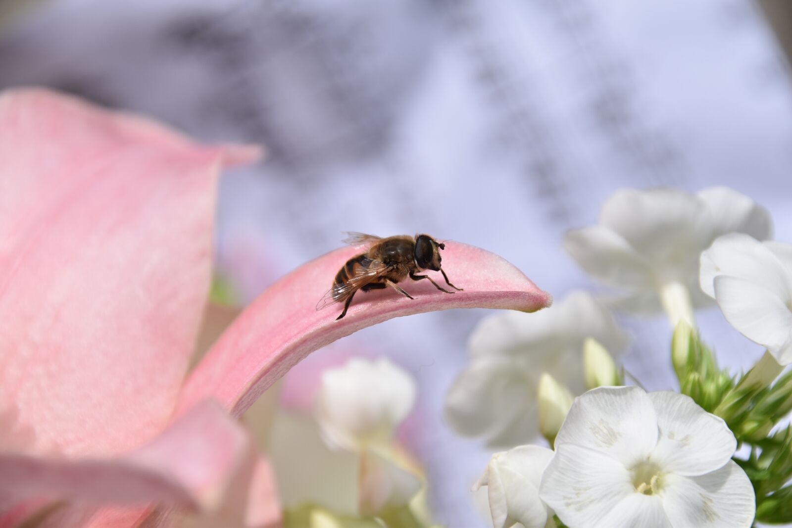Nikon D5600 sample photo. Bee, insect, pollen photography
