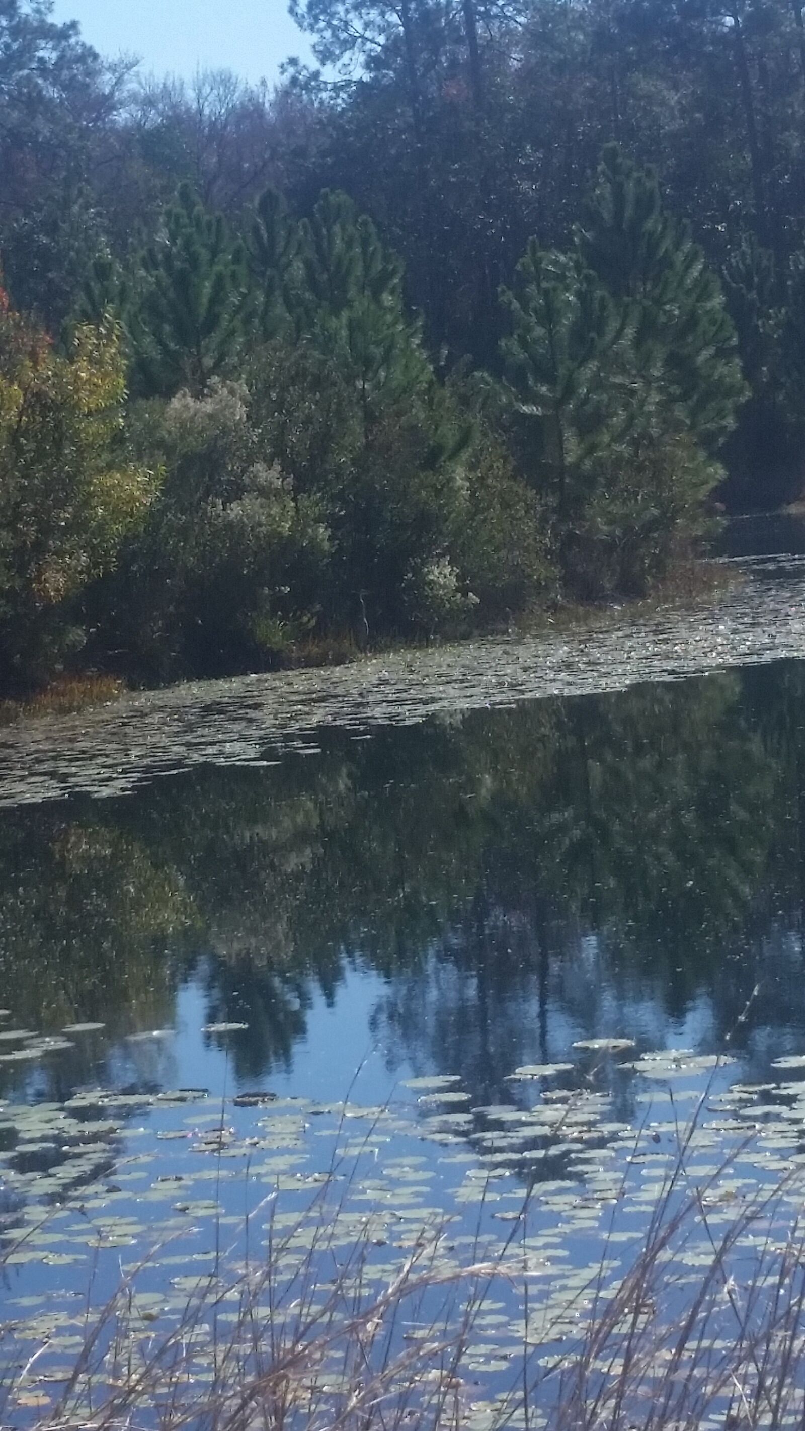Samsung Galaxy S5 sample photo. Reflections, nature, trees photography
