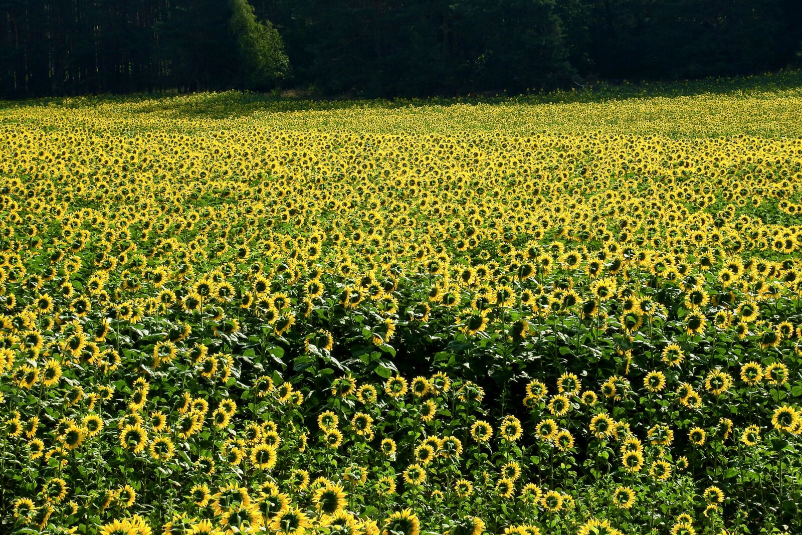 Nikon Coolpix P900 sample photo. Sunflowers, field, plantation photography