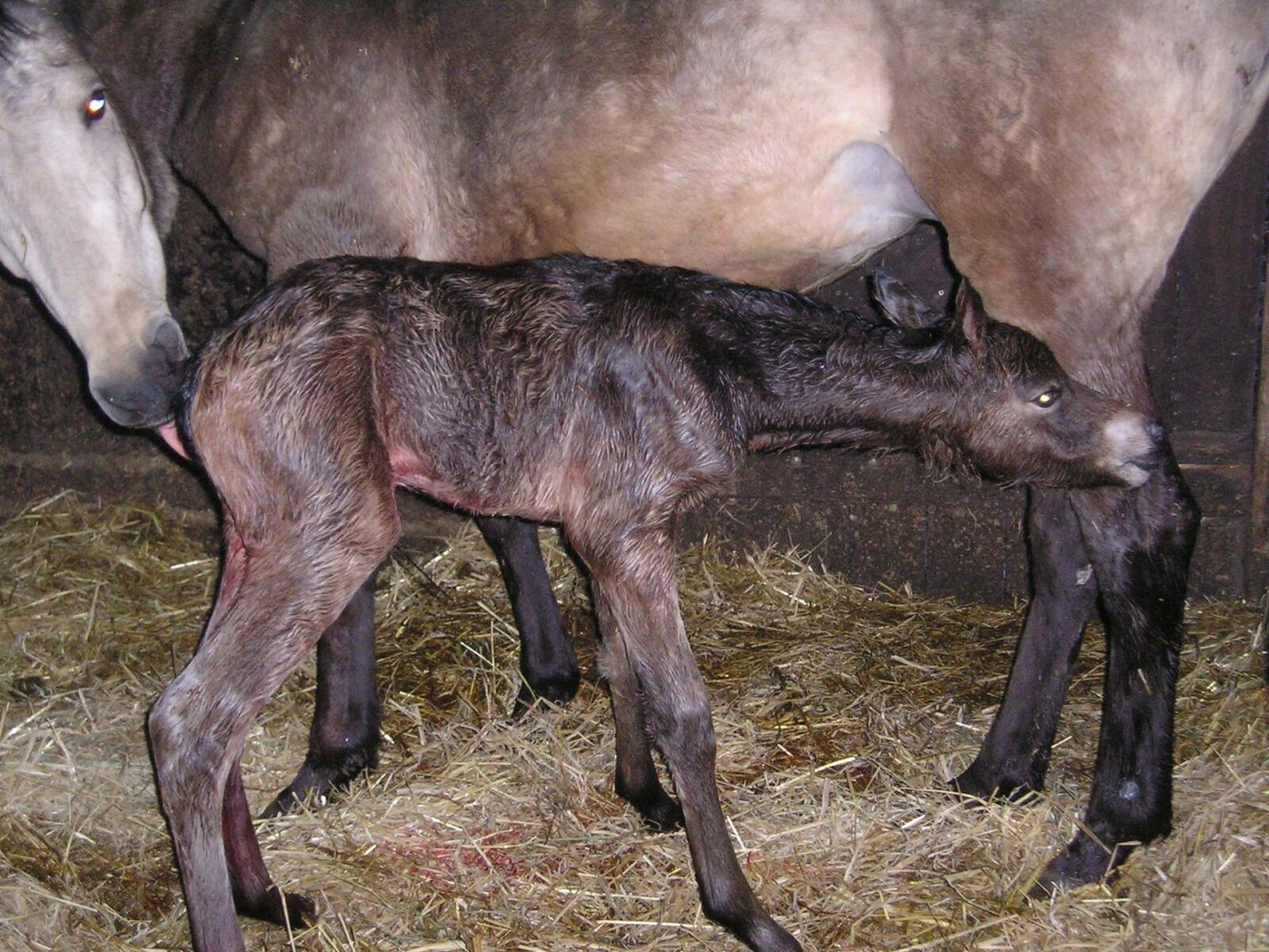 Olympus X200,D560Z,C350Z sample photo. Horse, foal, birth photography