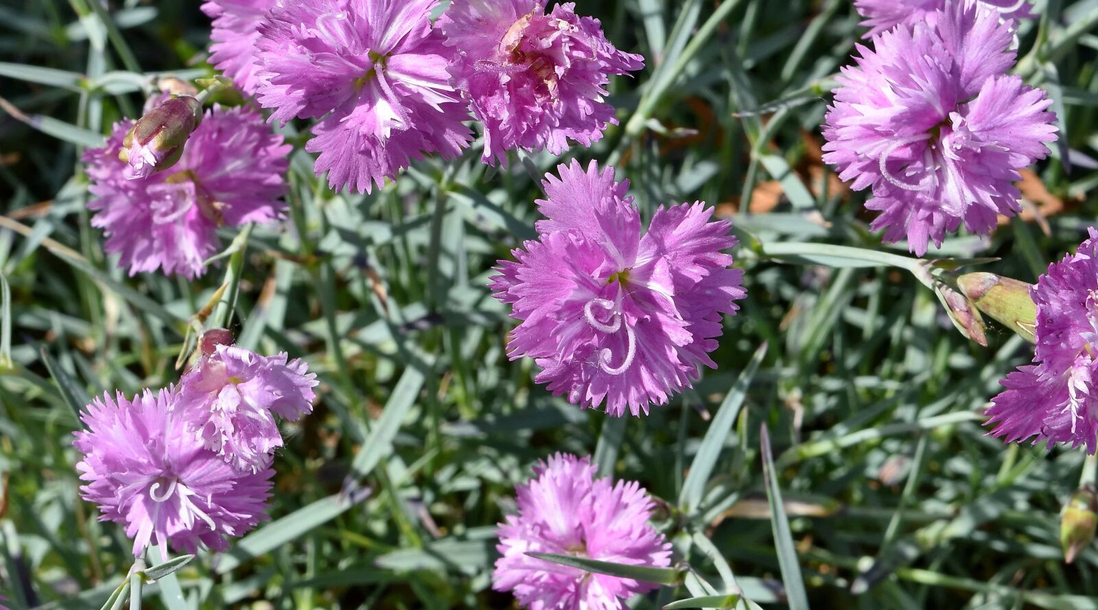 Nikon D5500 sample photo. Carnation, pinkish, nature, flower photography