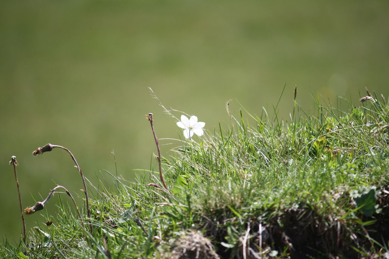 Canon EOS 450D (EOS Rebel XSi / EOS Kiss X2) sample photo. Same, meadow, flower photography