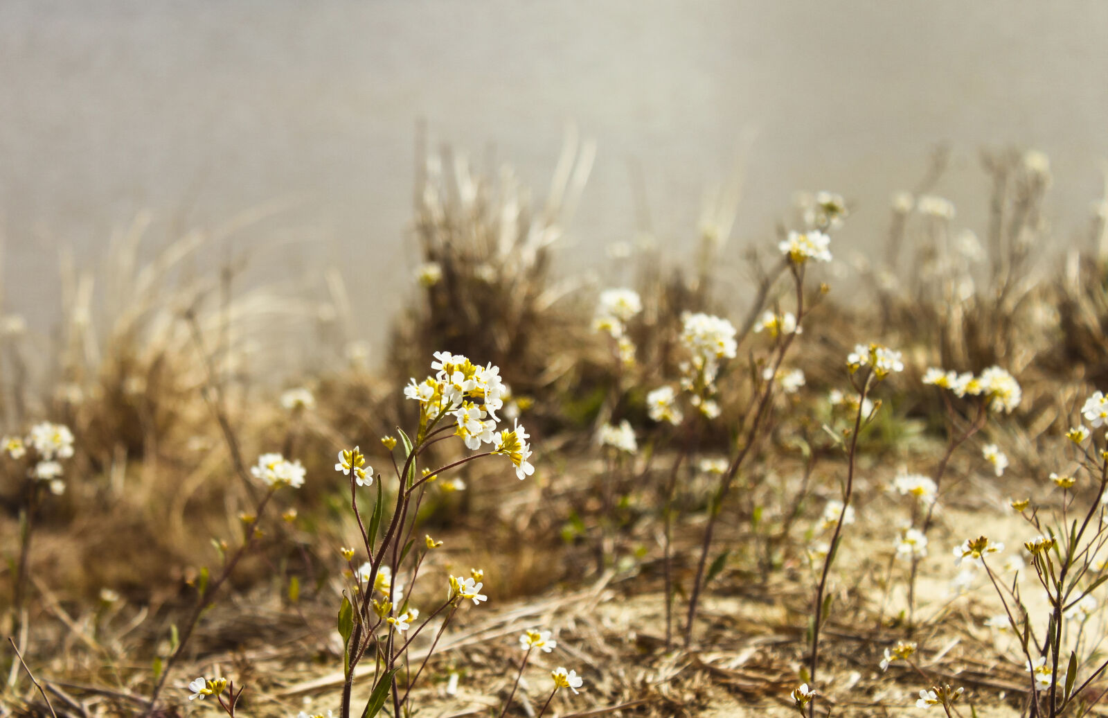 Canon EOS 500D (EOS Rebel T1i / EOS Kiss X3) sample photo. Beautiful, flower, nature, summer photography