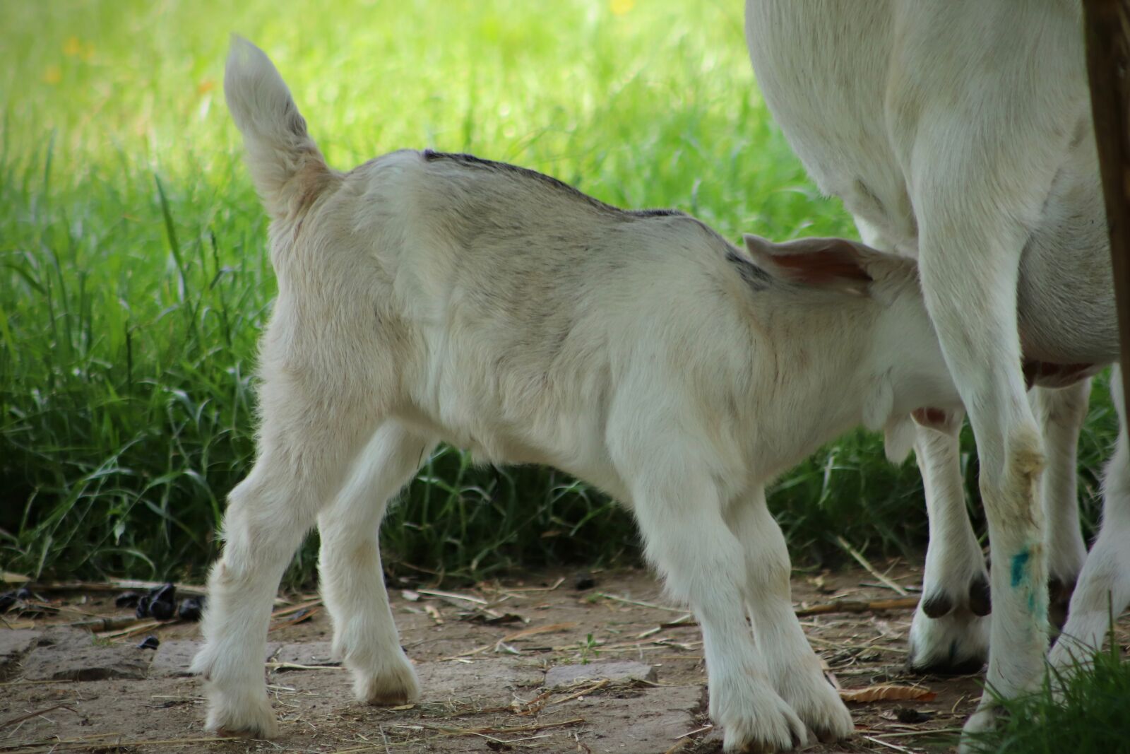 Canon EOS 800D (EOS Rebel T7i / EOS Kiss X9i) sample photo. Kid, goats, suckle photography