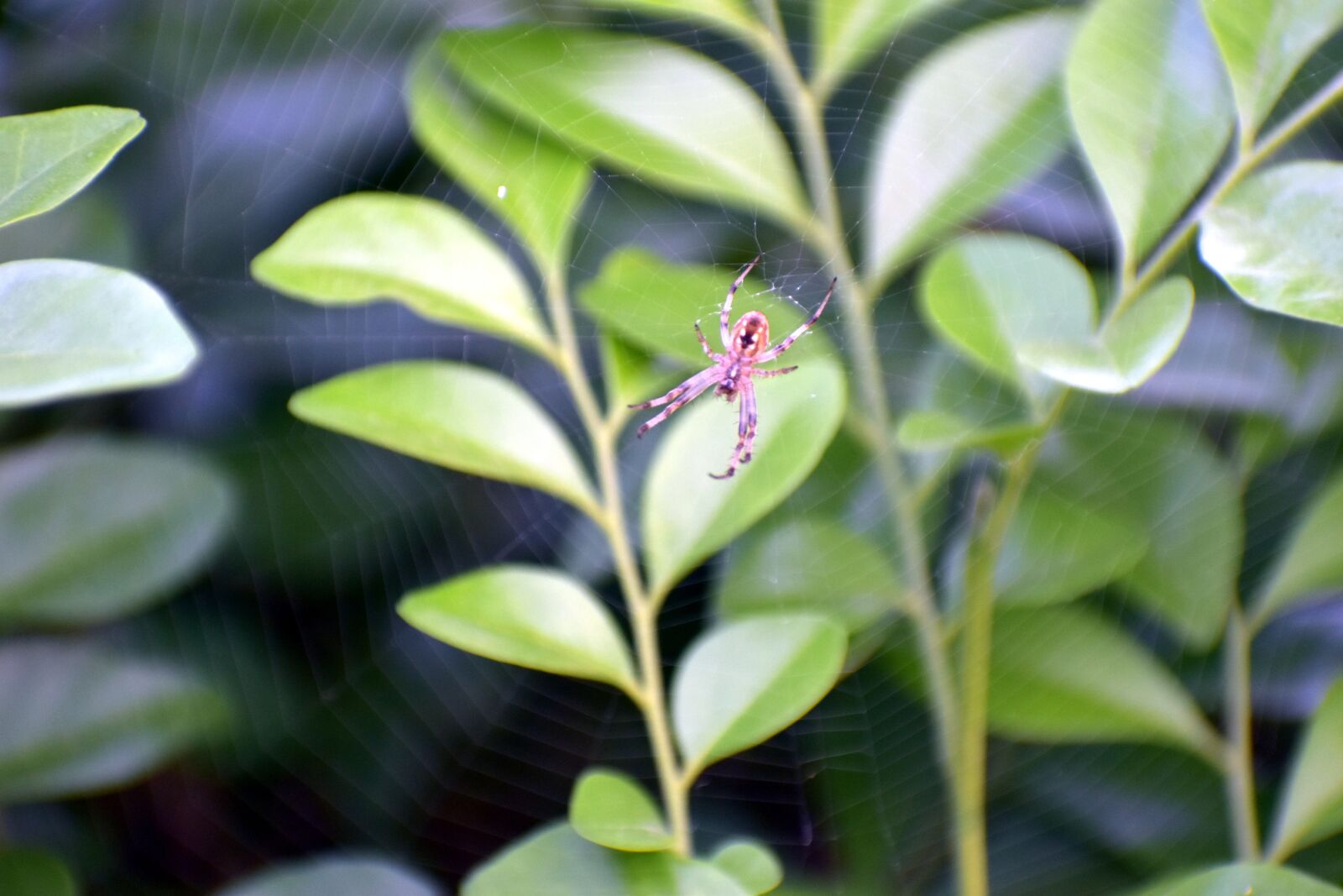 Nikon D5600 sample photo. Spider web, spiderweb, cobweb photography