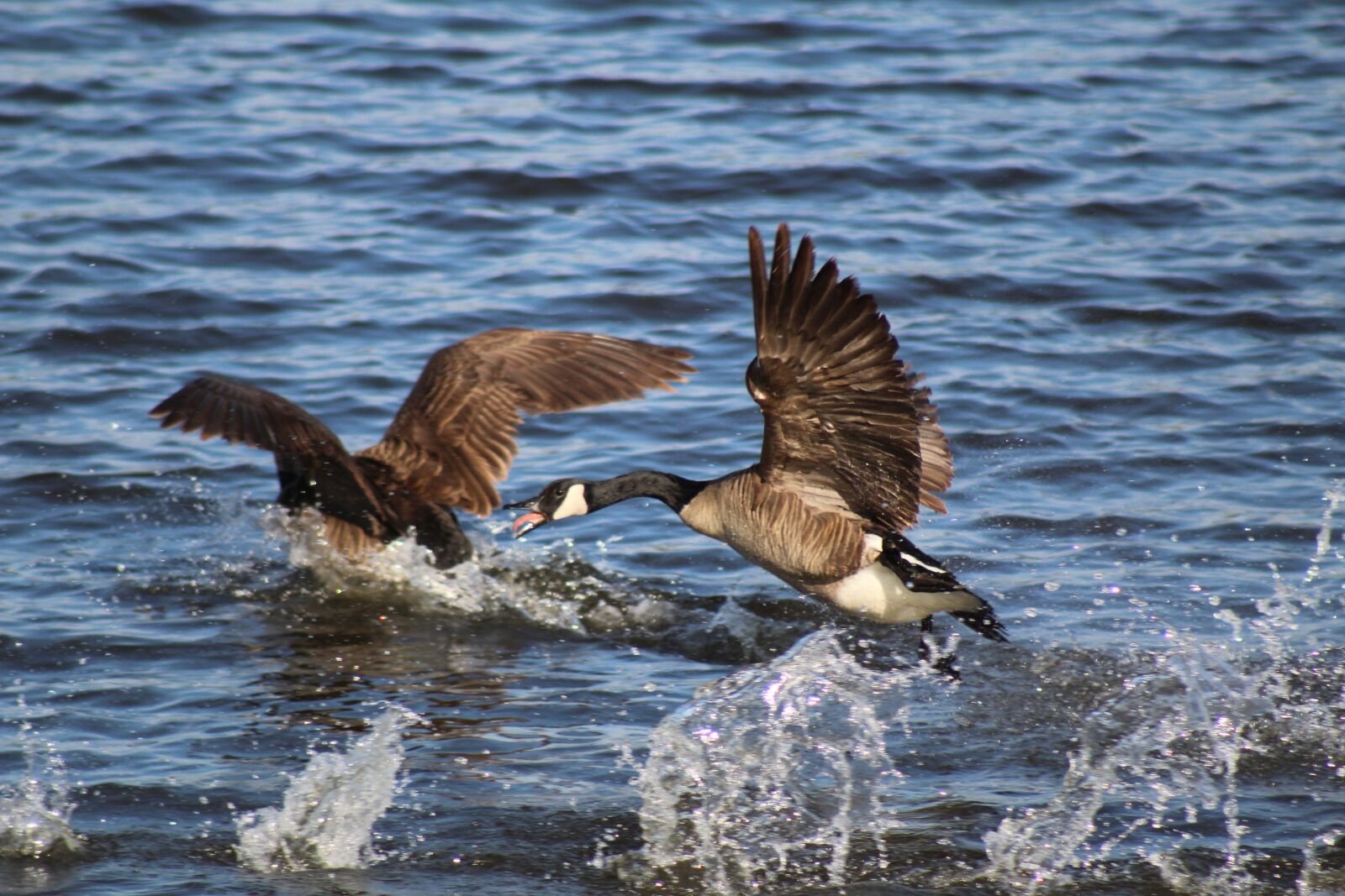 Canon EF 75-300mm f/4-5.6 sample photo. Geese, lake, water photography