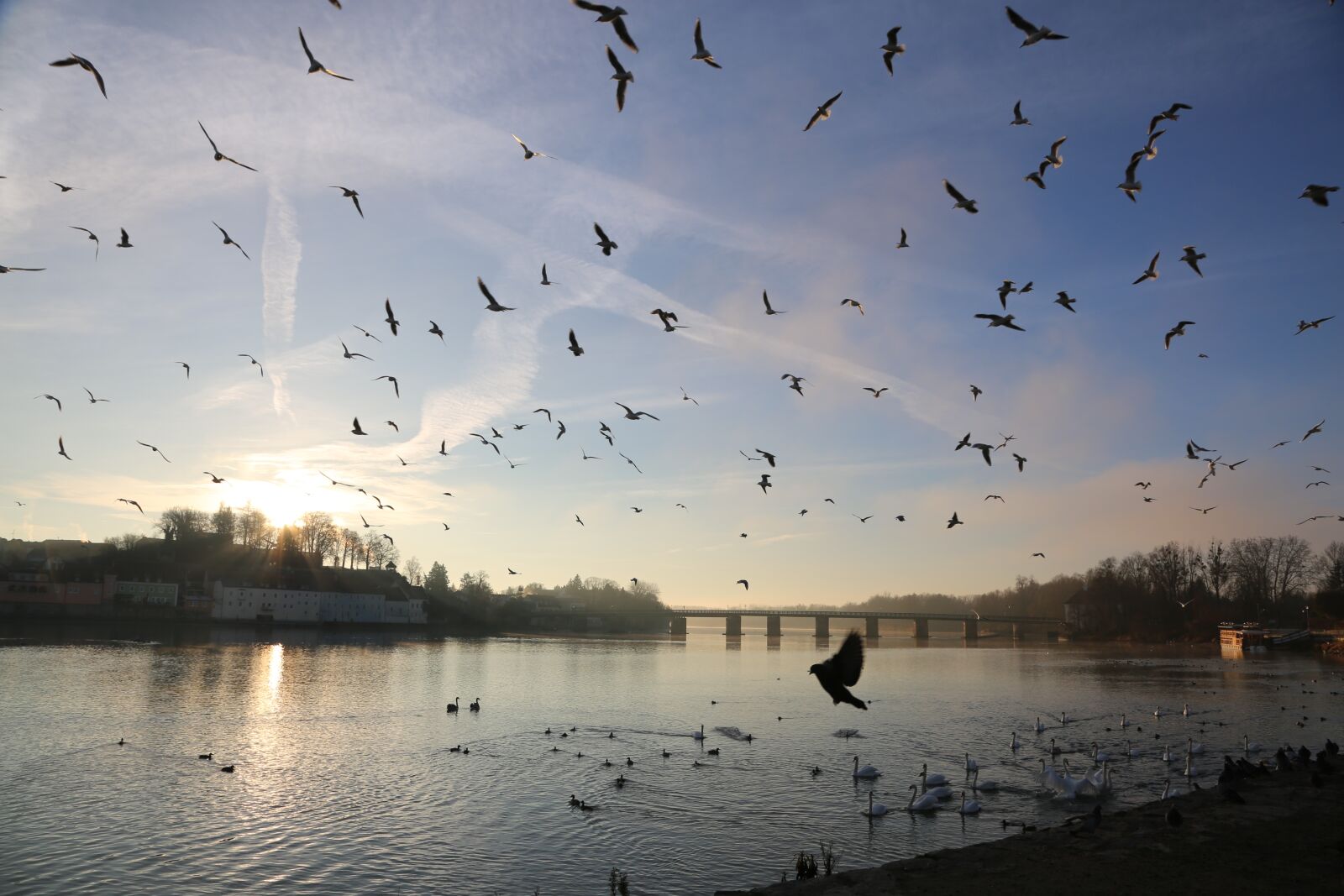 Canon EF 24-105mm F4L IS USM sample photo. Pigeons, birds, wildfowl photography