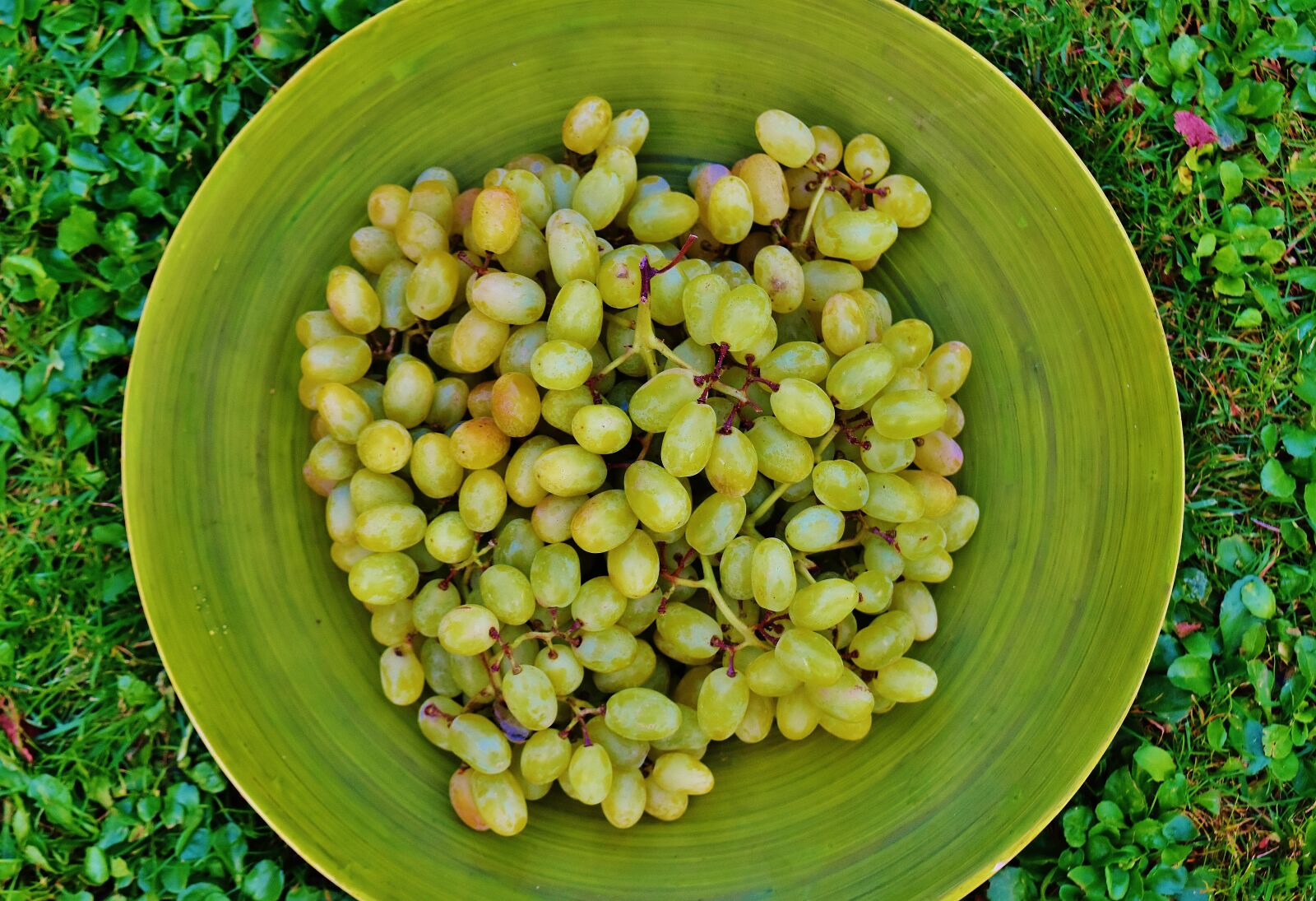 Nikon D7200 sample photo. Grapes, plate, fruit photography