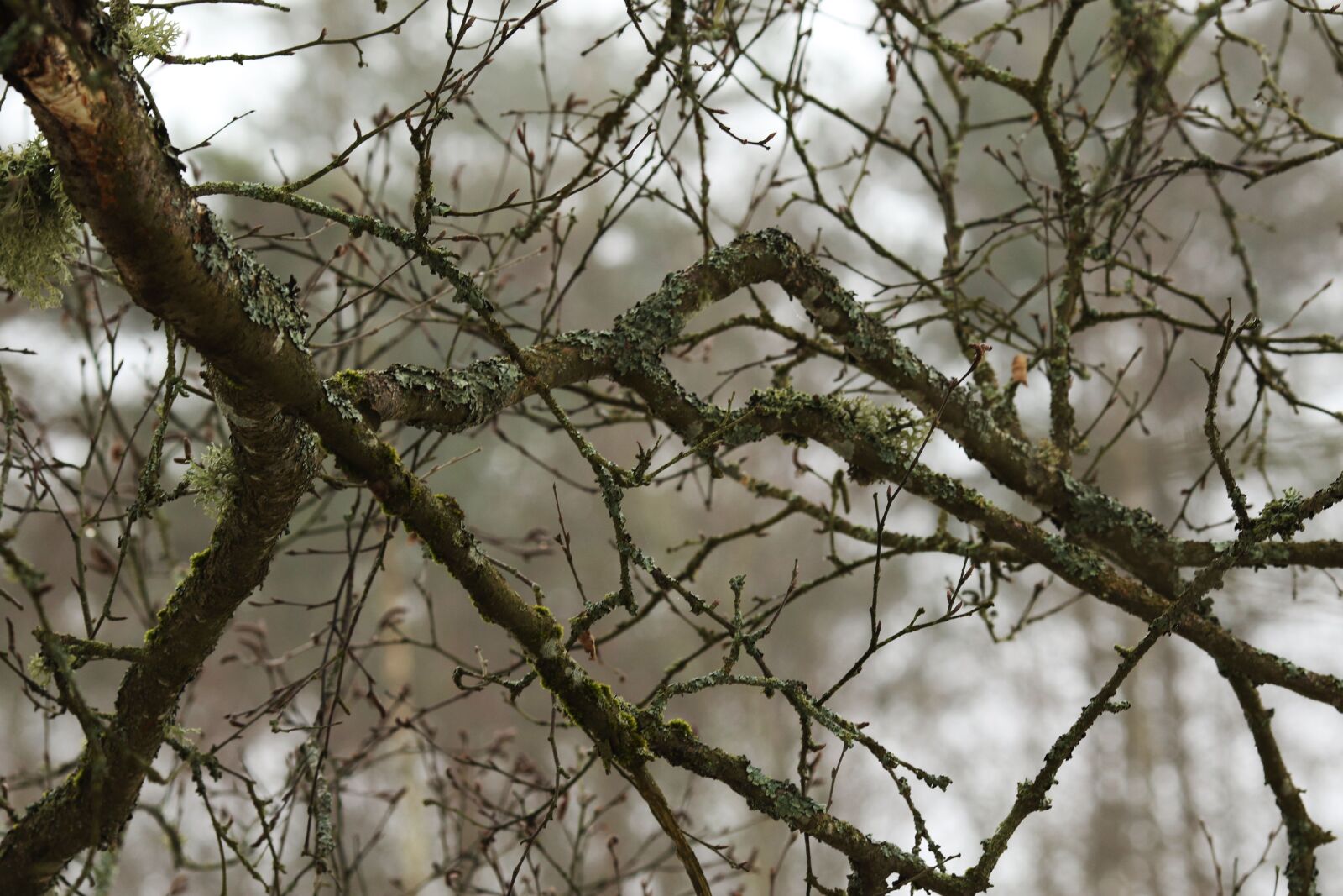 Canon EOS 7D Mark II + Canon EF 135mm F2L USM sample photo. Tree, nature, branch photography