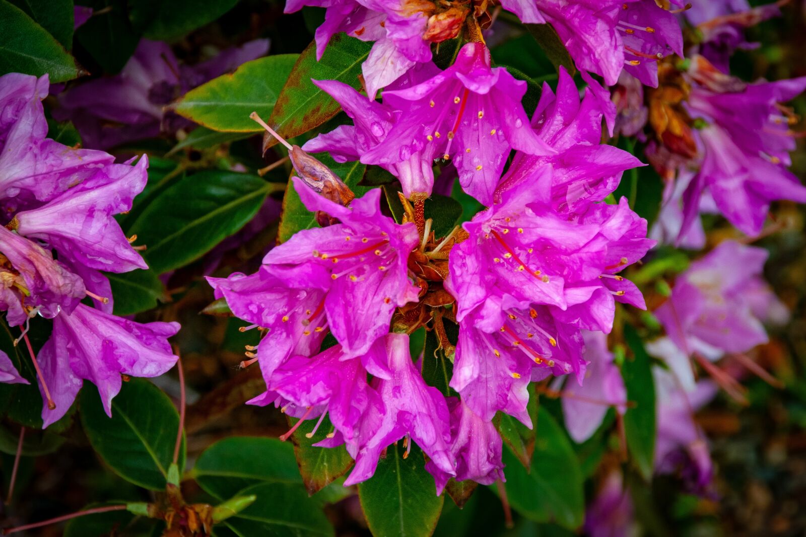 Canon EOS 400D (EOS Digital Rebel XTi / EOS Kiss Digital X) sample photo. Flowers, flora, nature photography