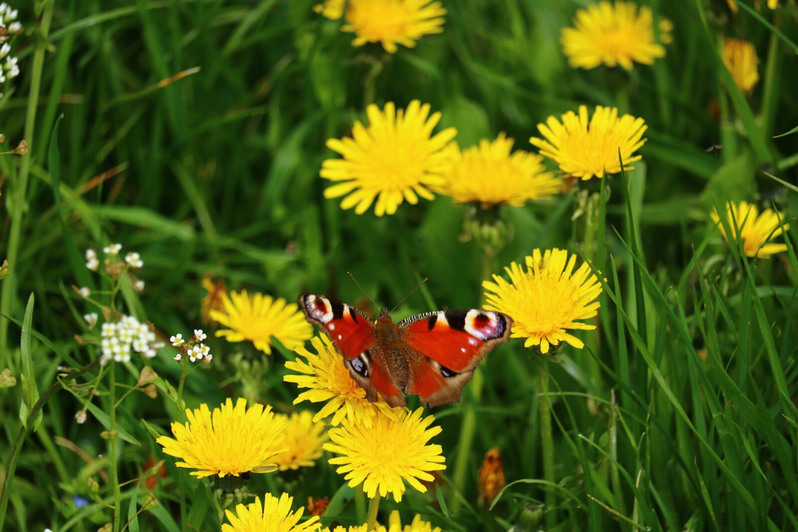 Canon EOS 750D (EOS Rebel T6i / EOS Kiss X8i) sample photo. Meadow, butterfly, close up photography