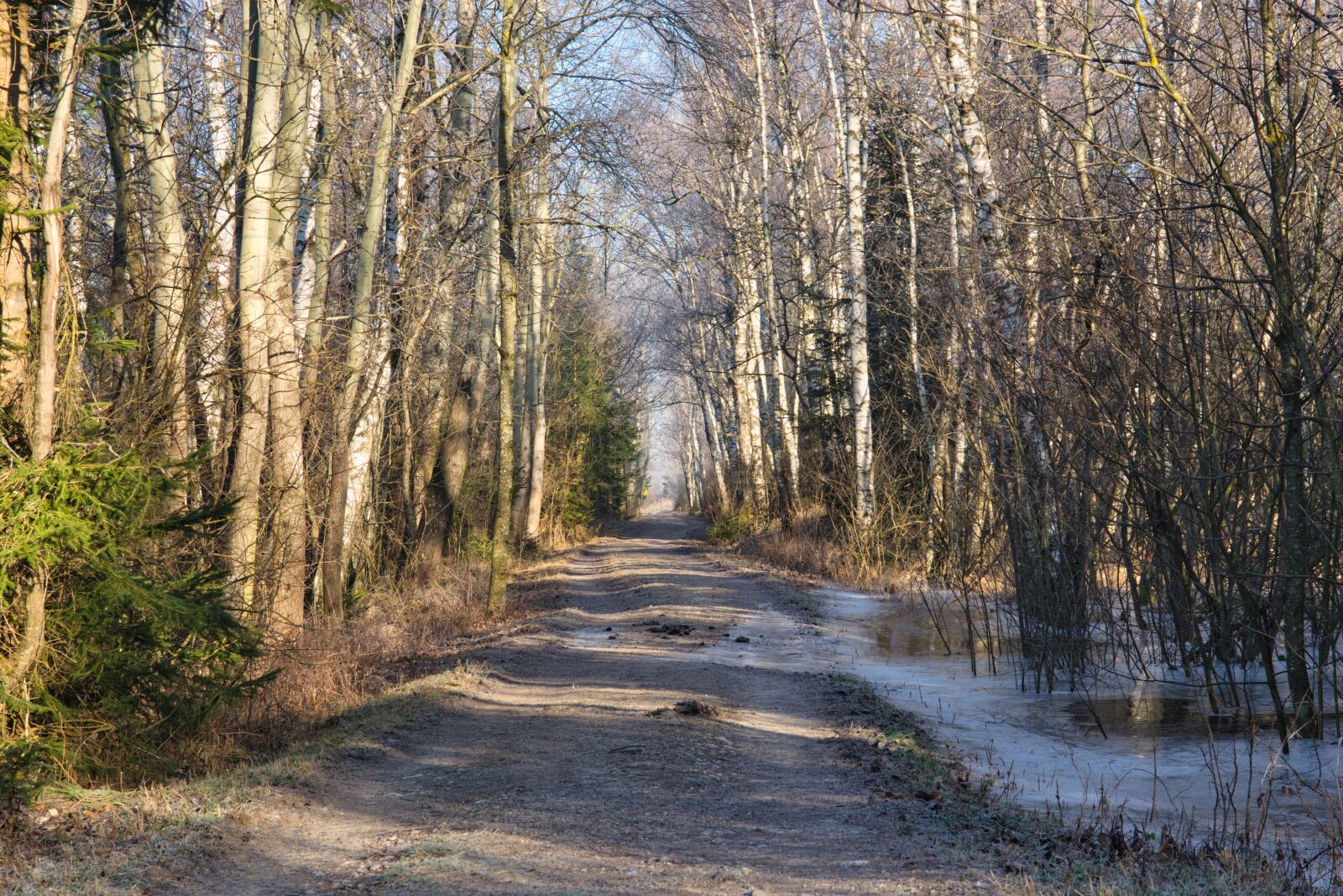 Nikon D7100 sample photo. Away, forest, trees photography