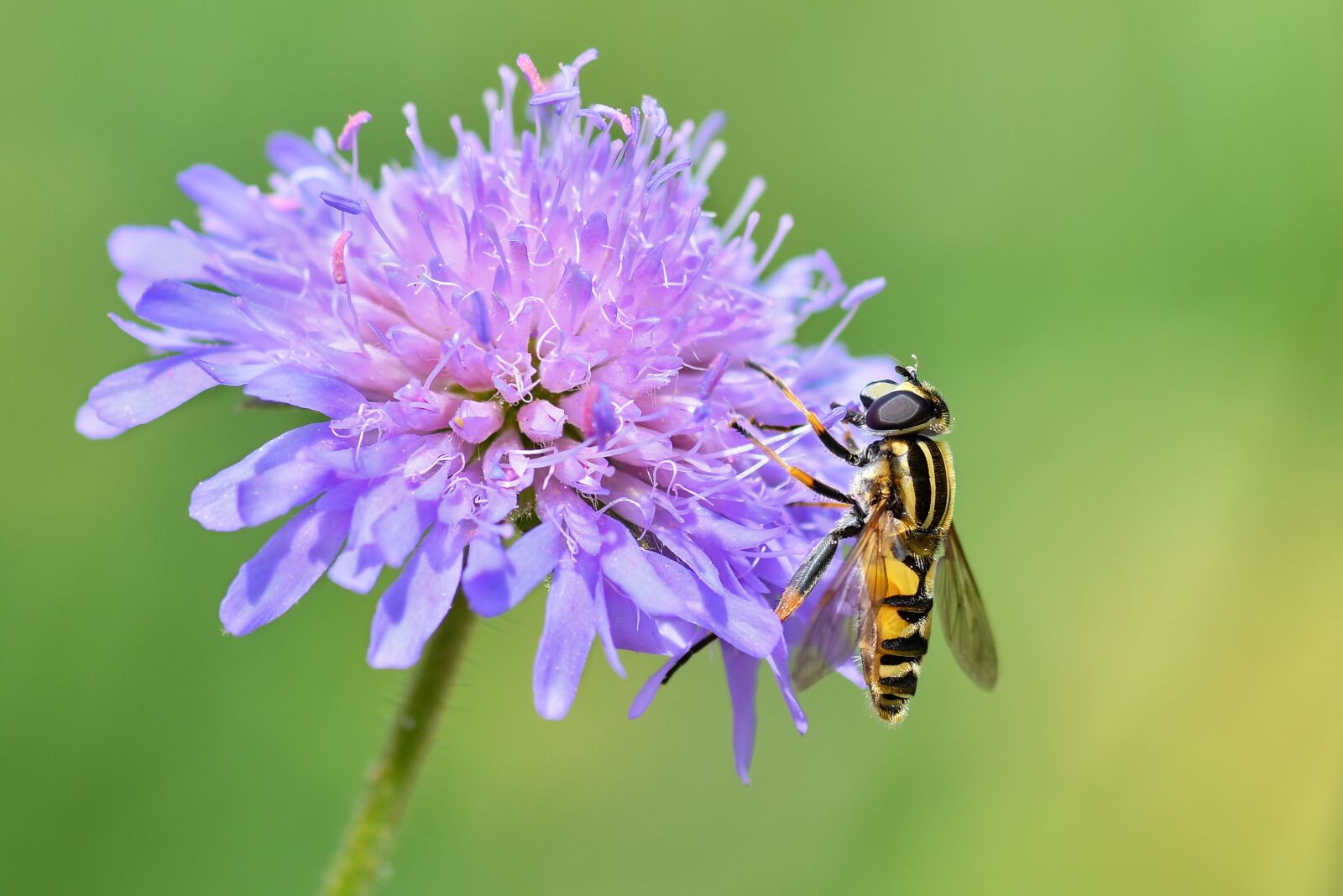 Nikon D500 sample photo. Hoverfly, insect, flower photography
