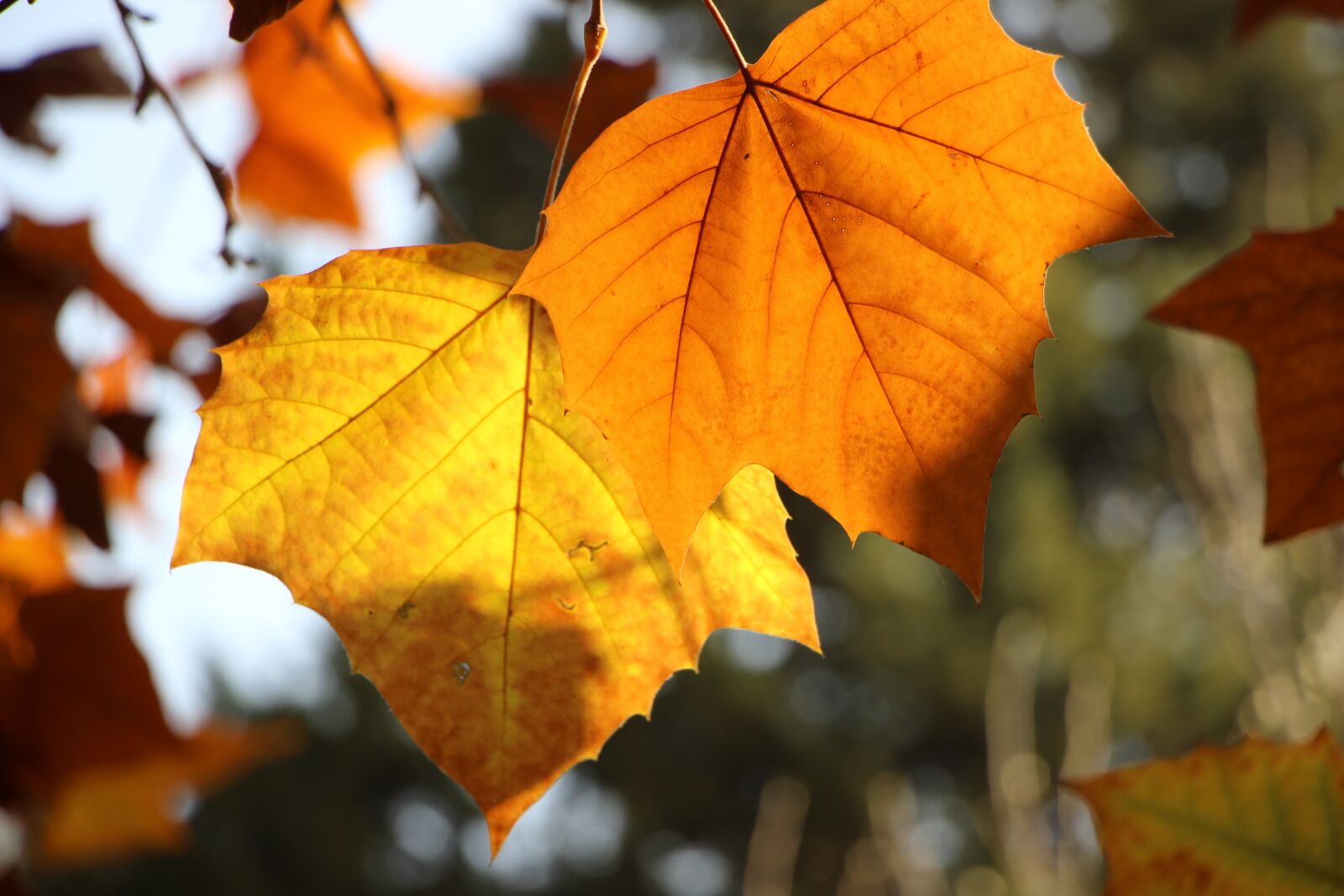 Canon EOS 600D (Rebel EOS T3i / EOS Kiss X5) sample photo. Early winter, leaf, leaves photography