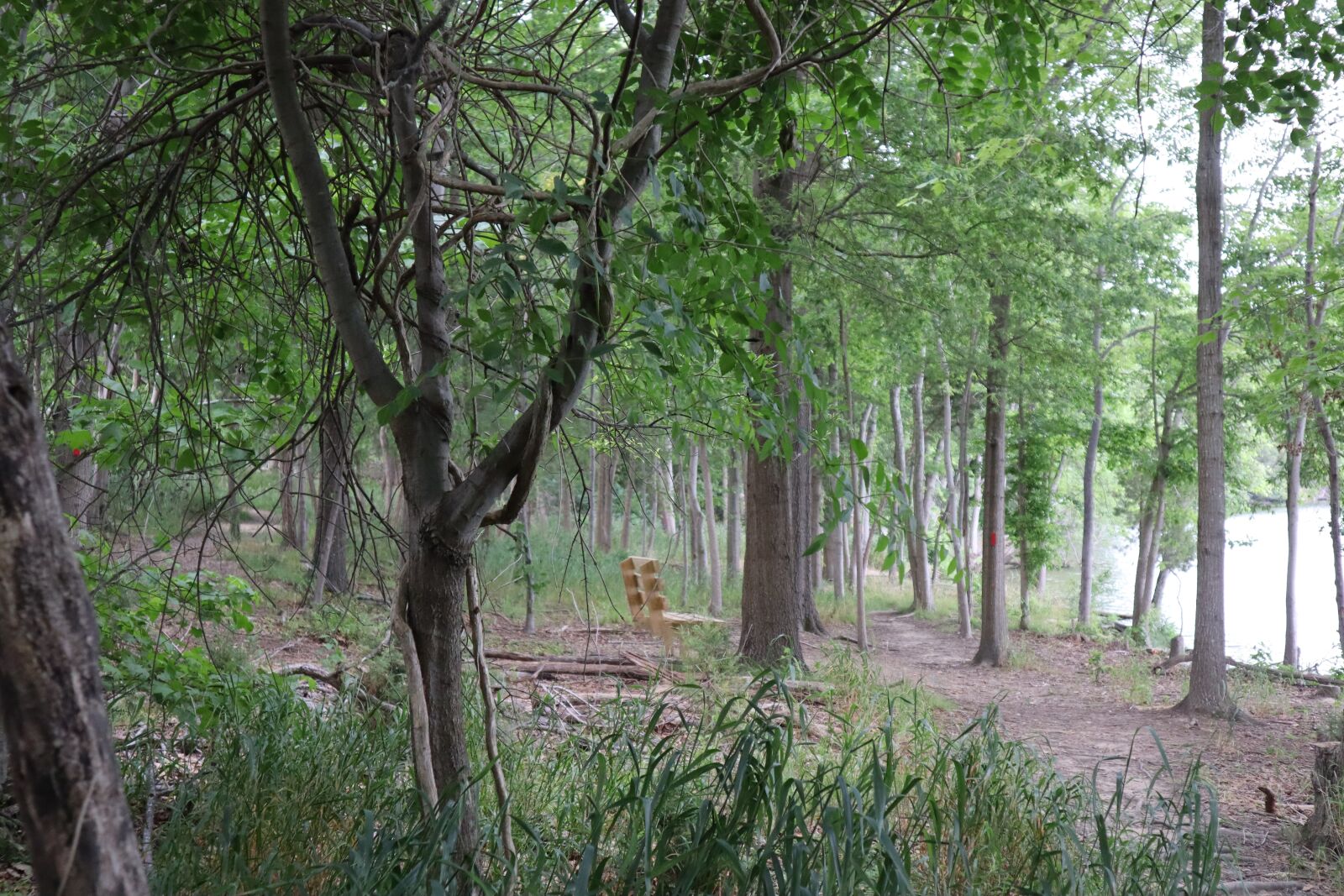 Canon EOS M50 (EOS Kiss M) sample photo. Forest, bench, peaceful photography