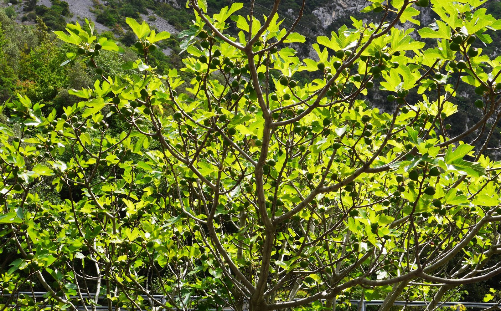 Panasonic Lumix DMC-GH3 sample photo. Fig tree, fig leaves photography