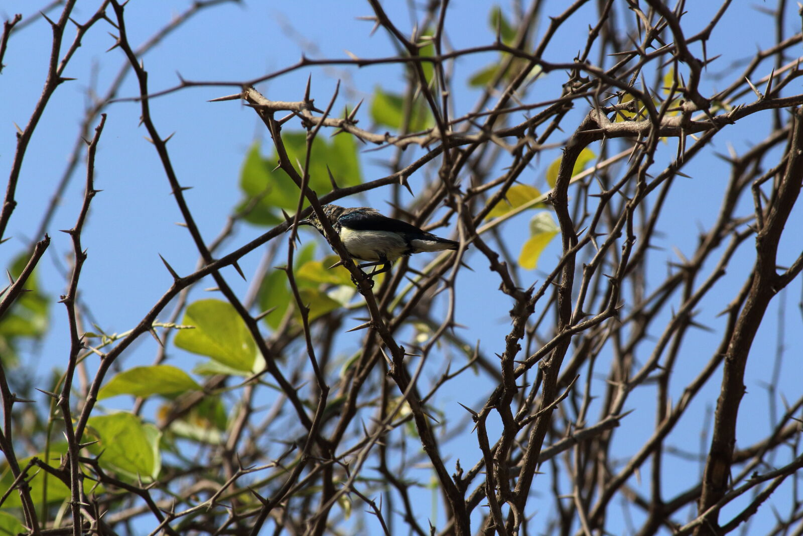 Canon EOS 700D (EOS Rebel T5i / EOS Kiss X7i) sample photo