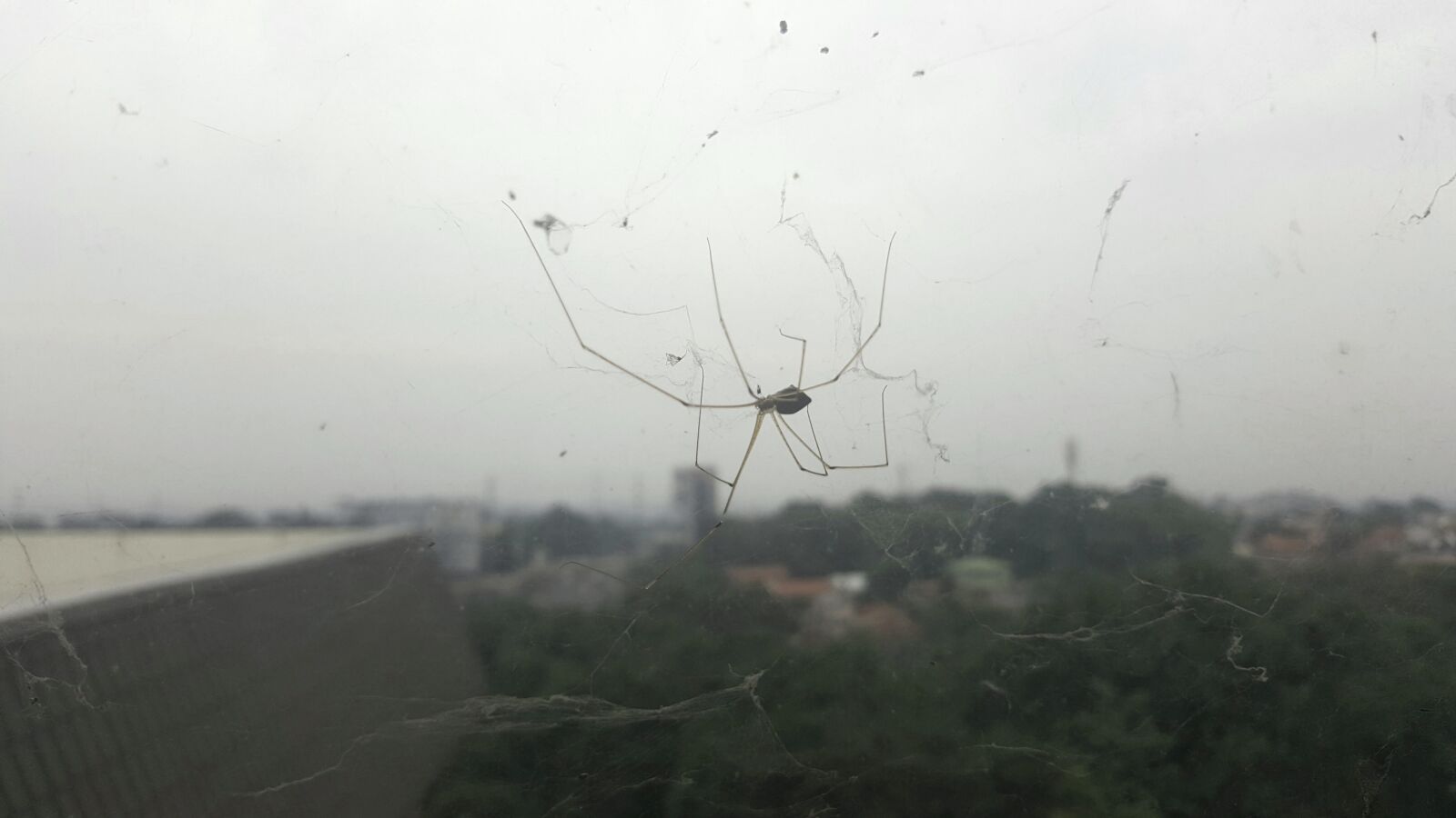 Samsung Galaxy Note5 sample photo. Spider, spider, web photography