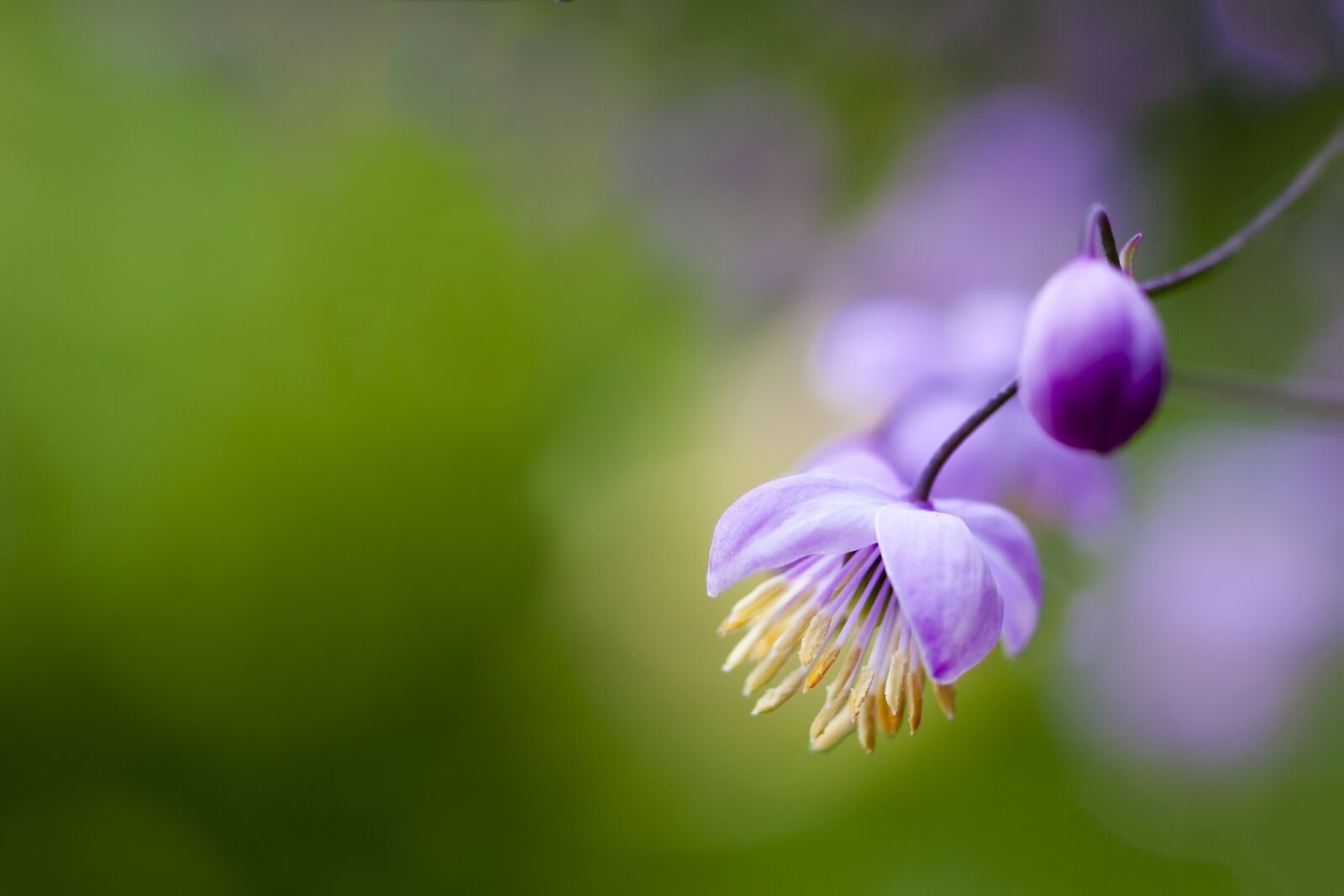 Canon EOS 40D sample photo. Flower, purple, macro photography