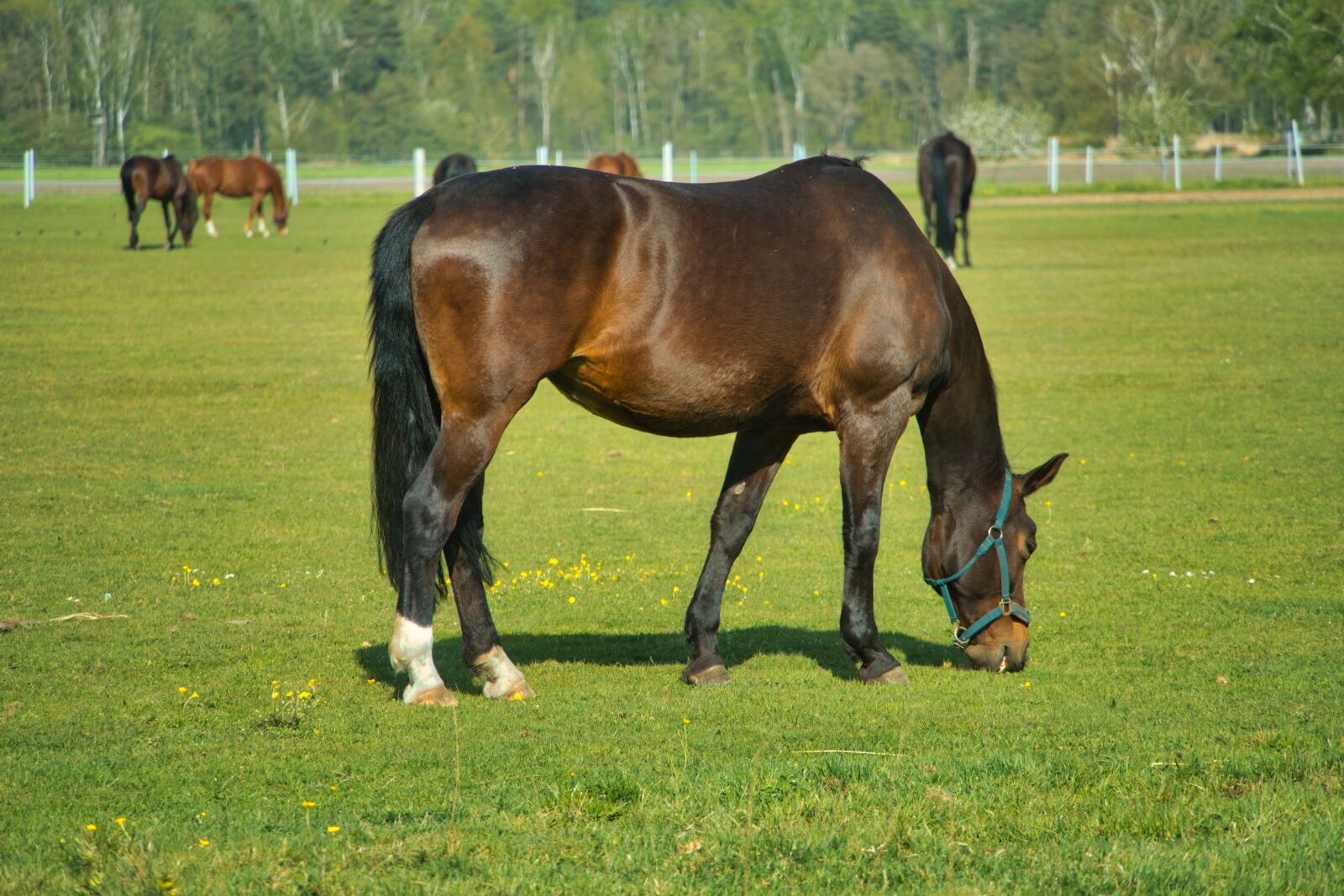 Sony a6400 sample photo. Horses, paddock, stallion photography