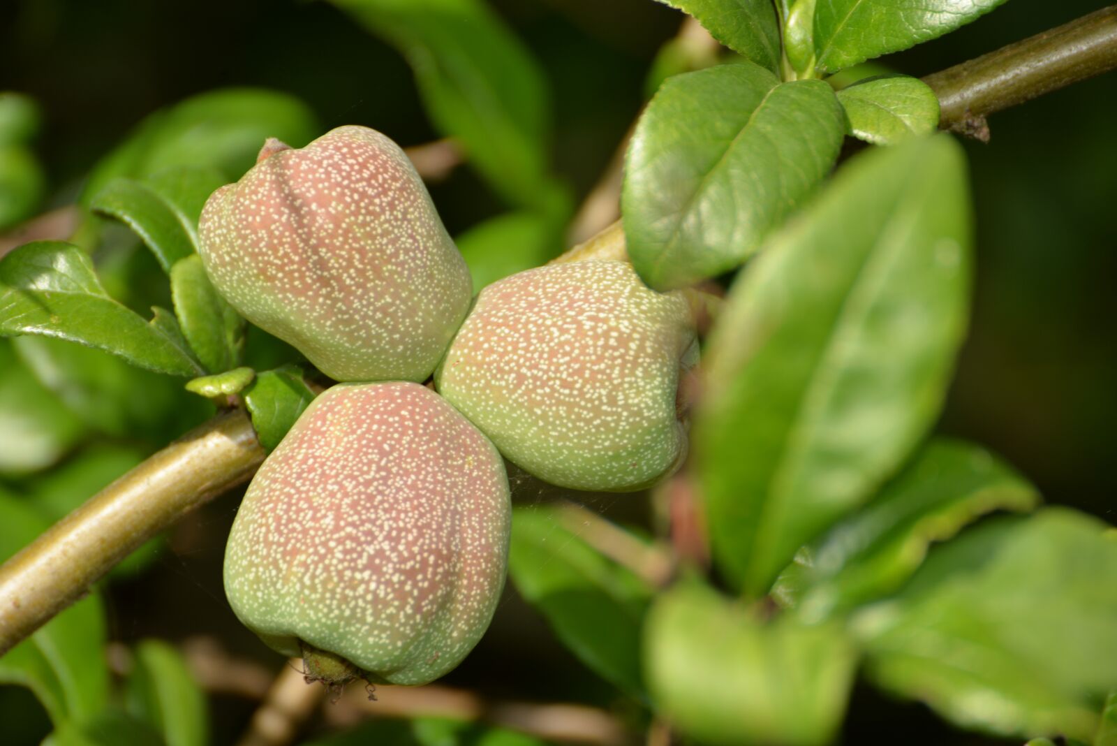 Nikon D610 sample photo. Plant, plants, fruit photography