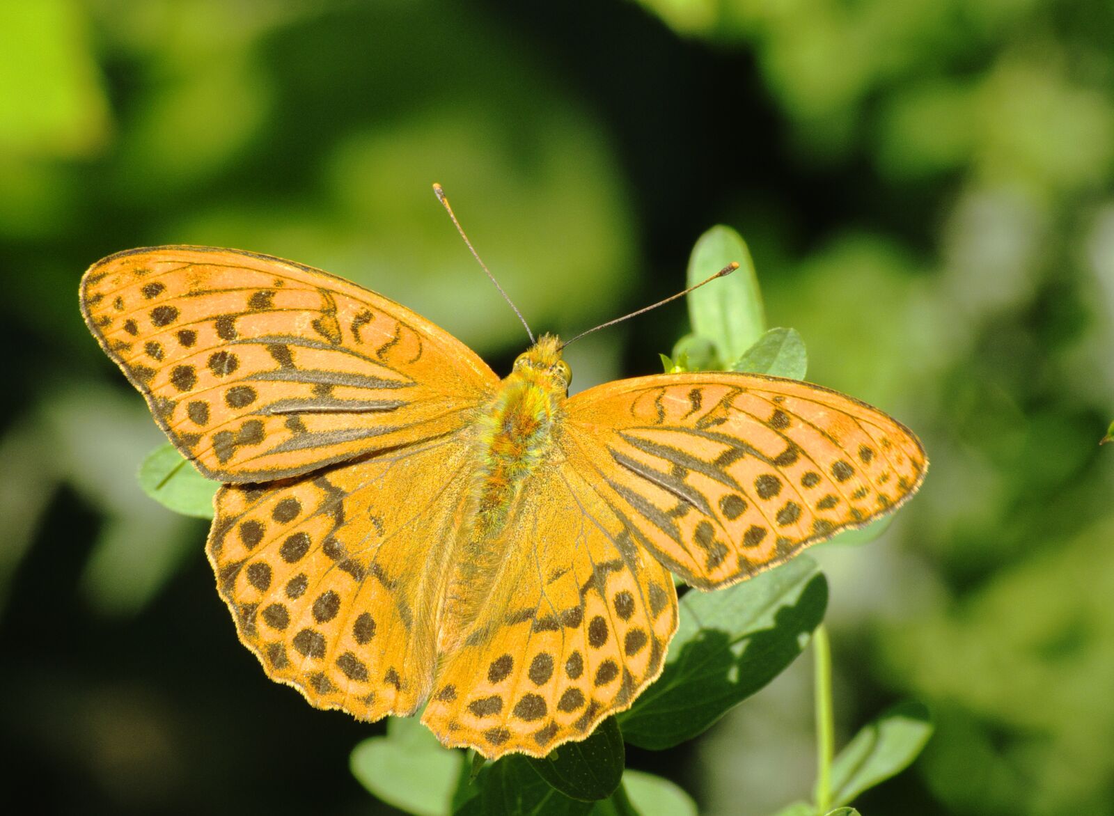 Pentax K-70 sample photo. Butterflies, fritillary, butterfly photography