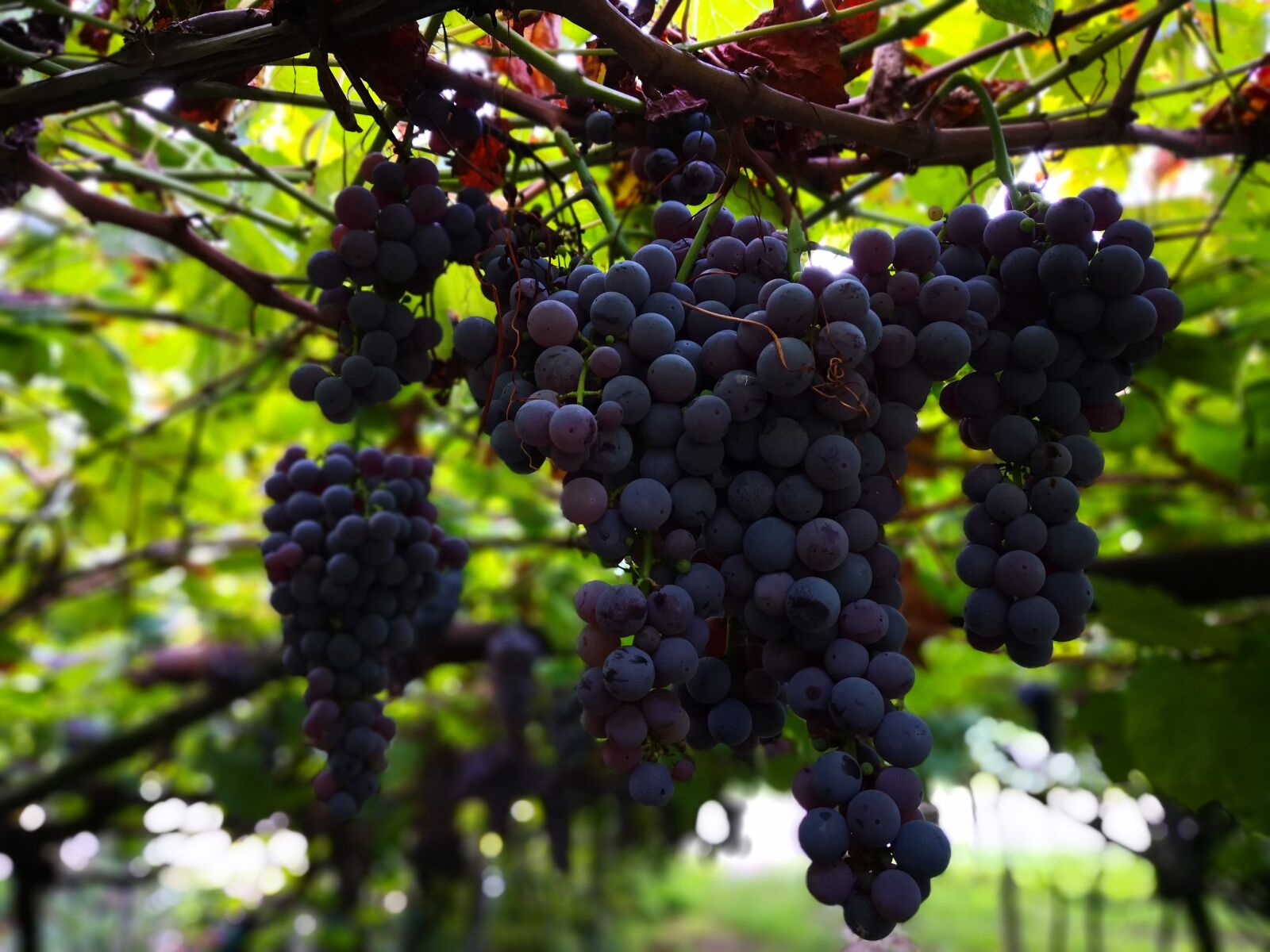 HUAWEI Mate 10 Pro sample photo. Wine, grapes, vine photography