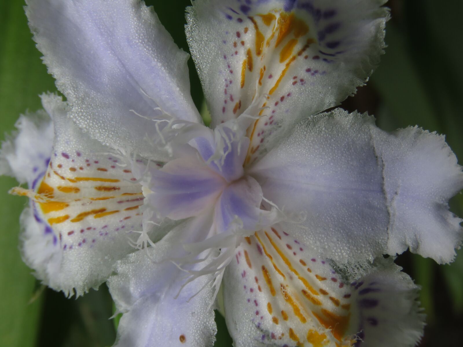 Canon PowerShot SX60 HS sample photo. Flowers, flower, nature photography