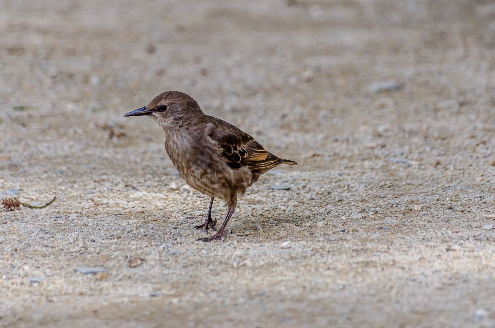 Nikon D7000 sample photo. Bird, close, pen photography