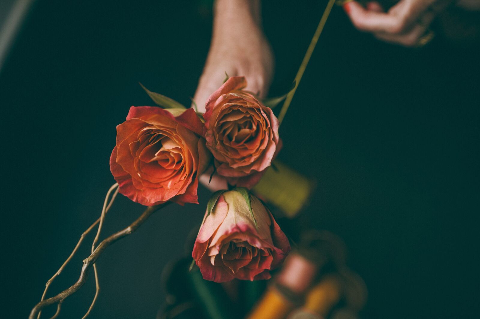 Nikon D4S sample photo. Bloom, roses, blossom photography