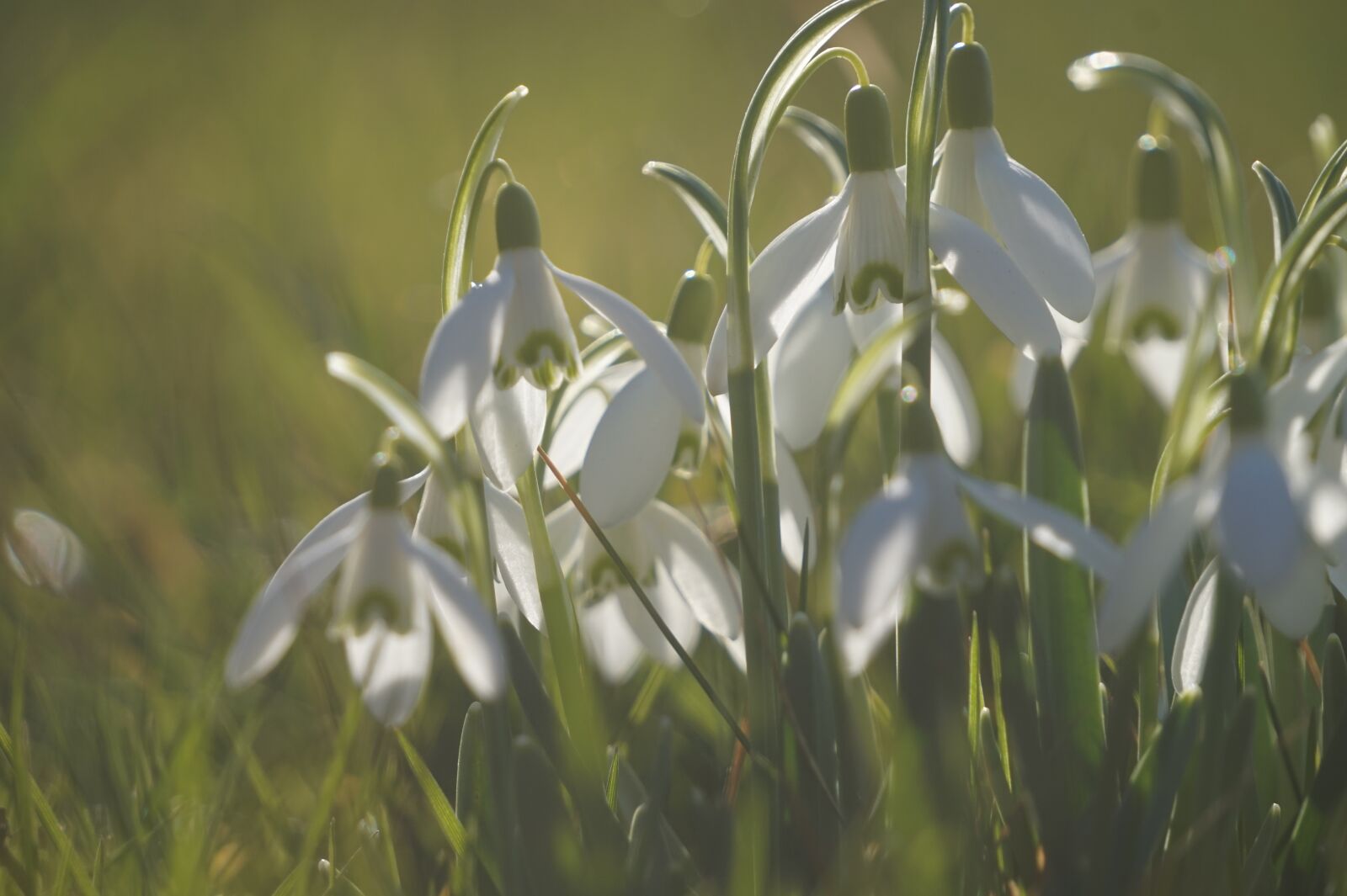 Sony Alpha a5000 (ILCE 5000) + Sony E 55-210mm F4.5-6.3 OSS sample photo. Ostergloeckchen, spring, easter photography