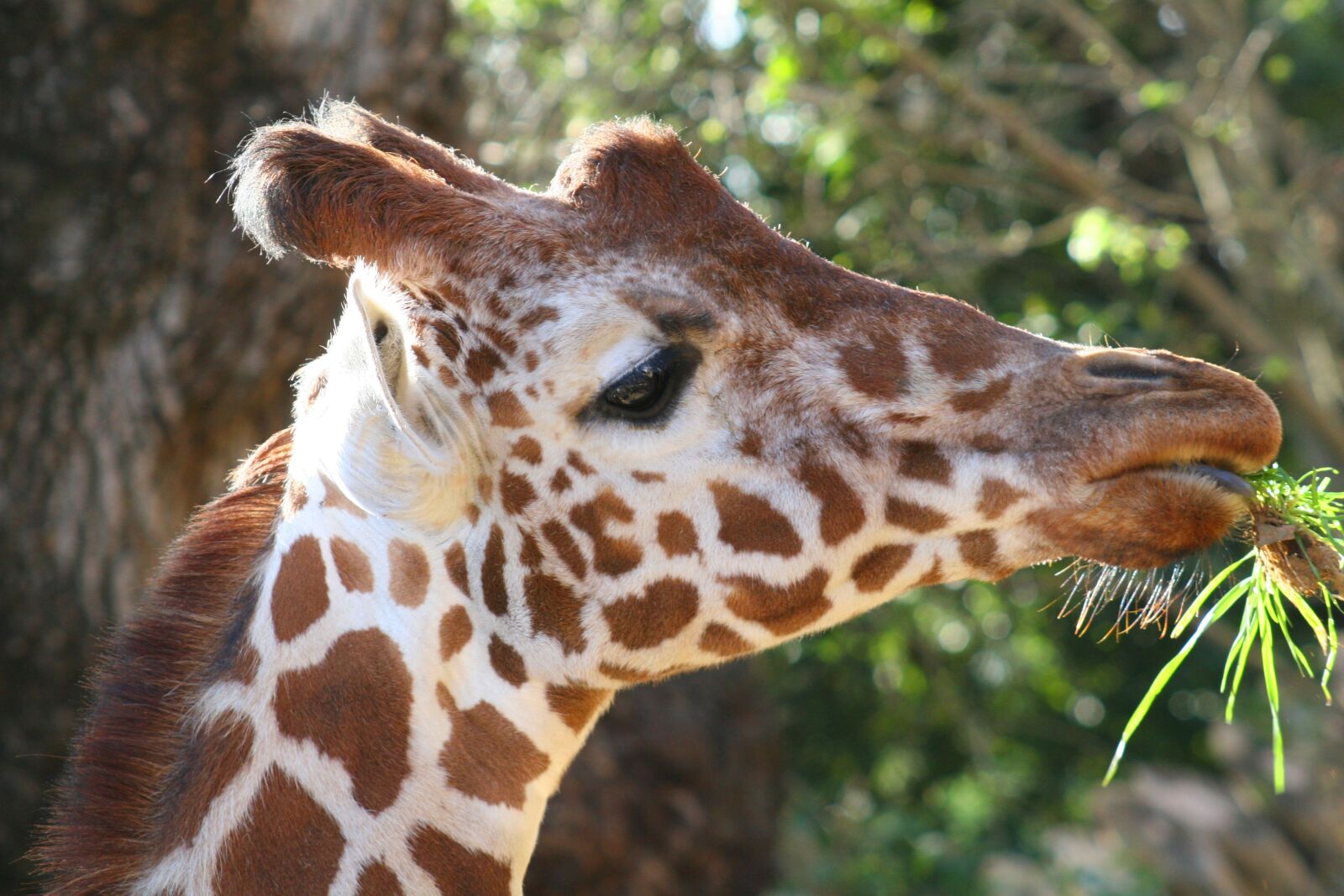 Canon EOS 20D sample photo. Giraffe, zoo, animal photography