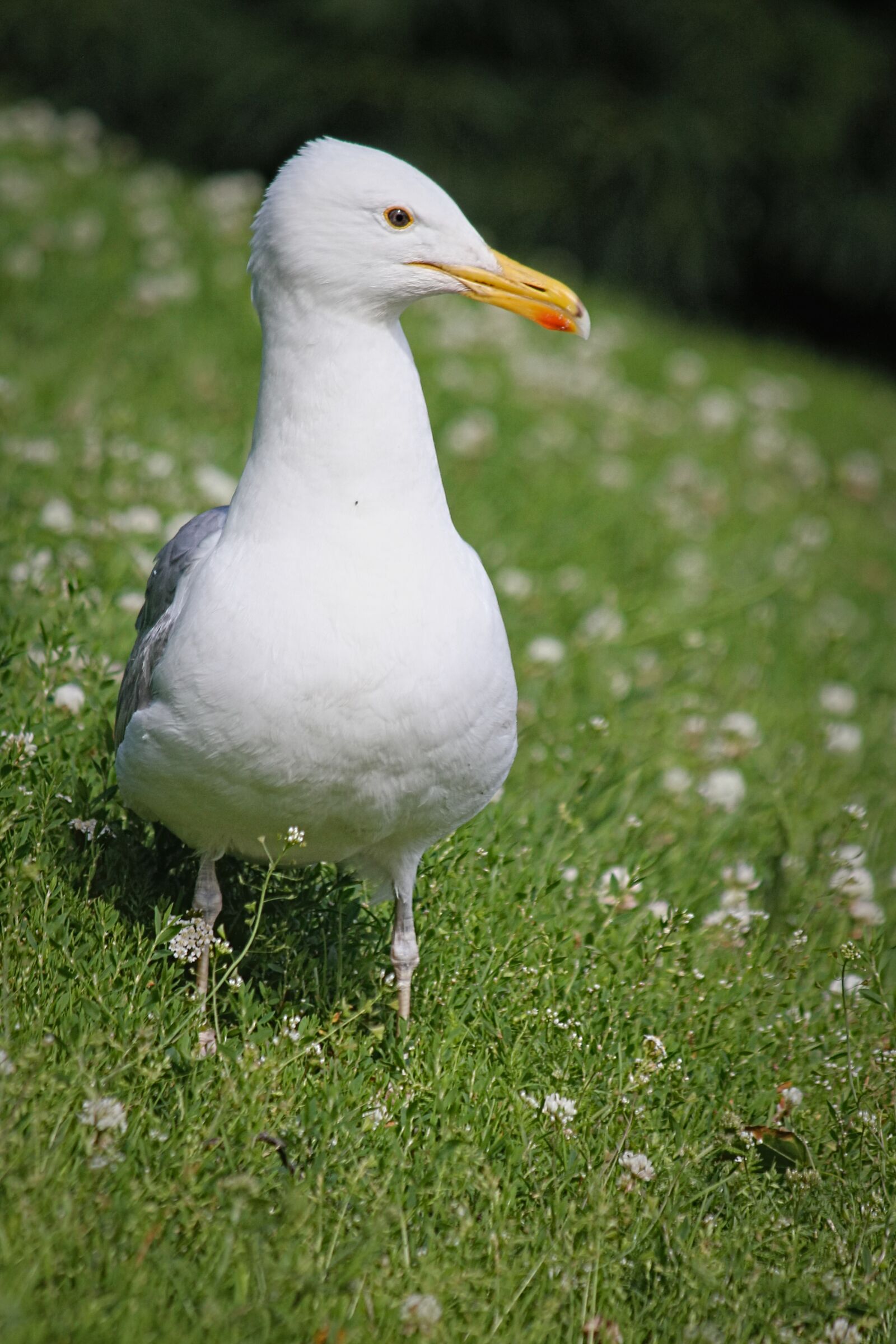 Canon EOS 550D (EOS Rebel T2i / EOS Kiss X4) sample photo. The seagull, marine, bird photography
