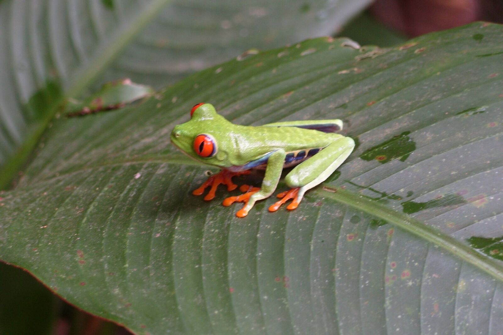 Samsung KENOX S1050  / Samsung S1050 sample photo. Frog, red eyed, tree photography