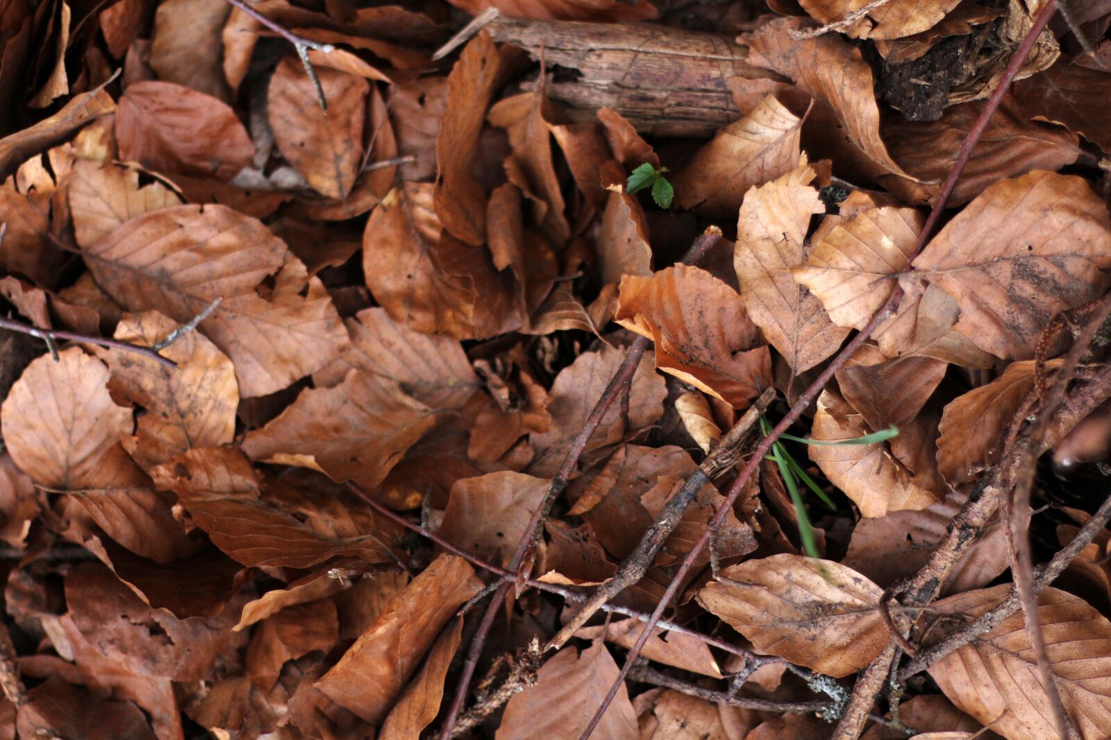 Canon EOS 650D (EOS Rebel T4i / EOS Kiss X6i) + Canon EF 50mm F1.8 STM sample photo. Leaves, the bodice, nature photography