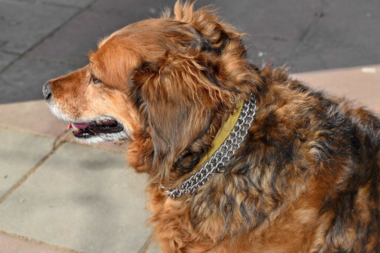 Nikon D5500 sample photo. Head, hunting dog, purebred photography