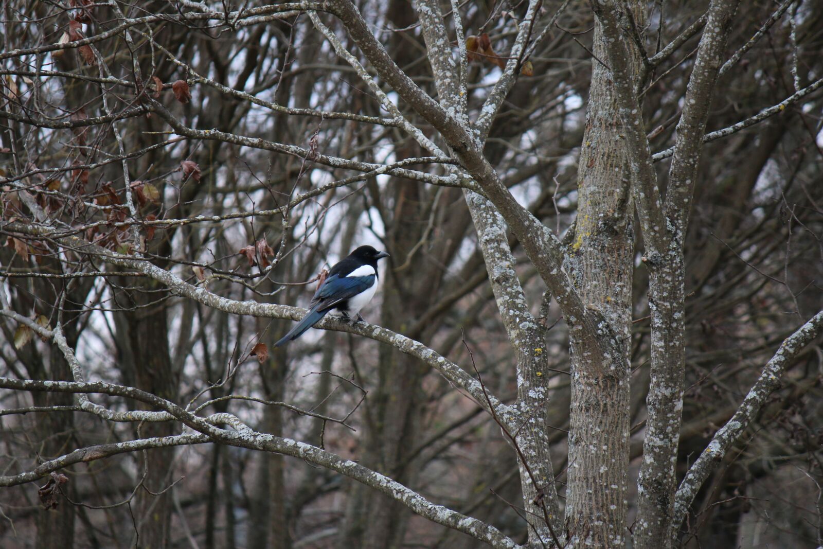 Canon EF-S 55-250mm F4-5.6 IS sample photo. Magpie, bird, tree photography