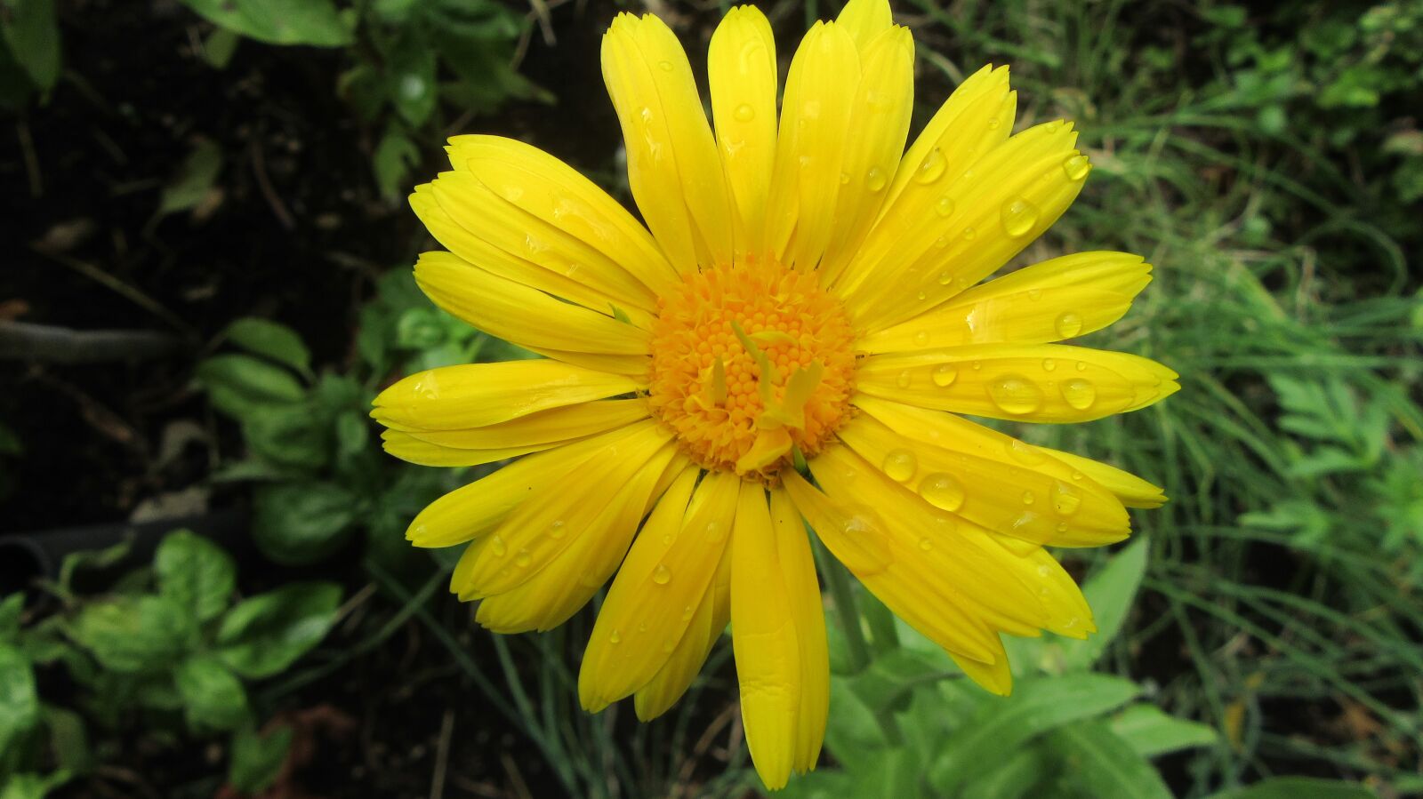 Canon PowerShot SX610 HS sample photo. Flower, nature, rain photography