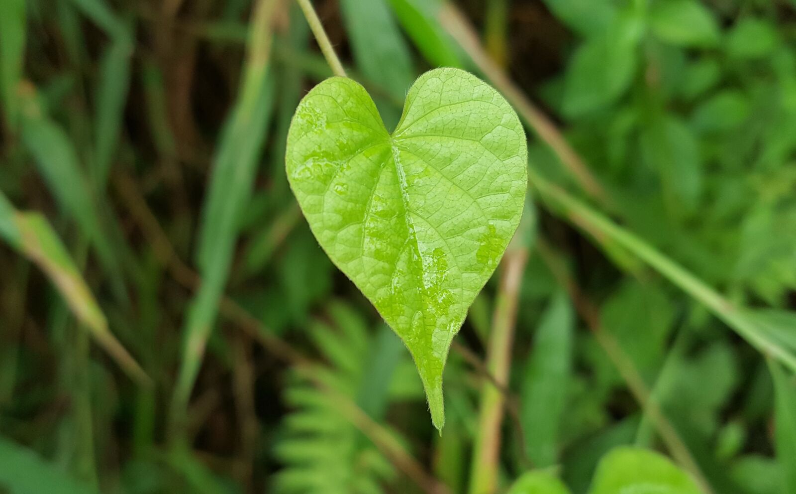Samsung Galaxy Note5 sample photo. Green grass, taiwan native photography